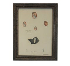 Elastic and Pale Bulla Shell Engraving From Early 19th Century