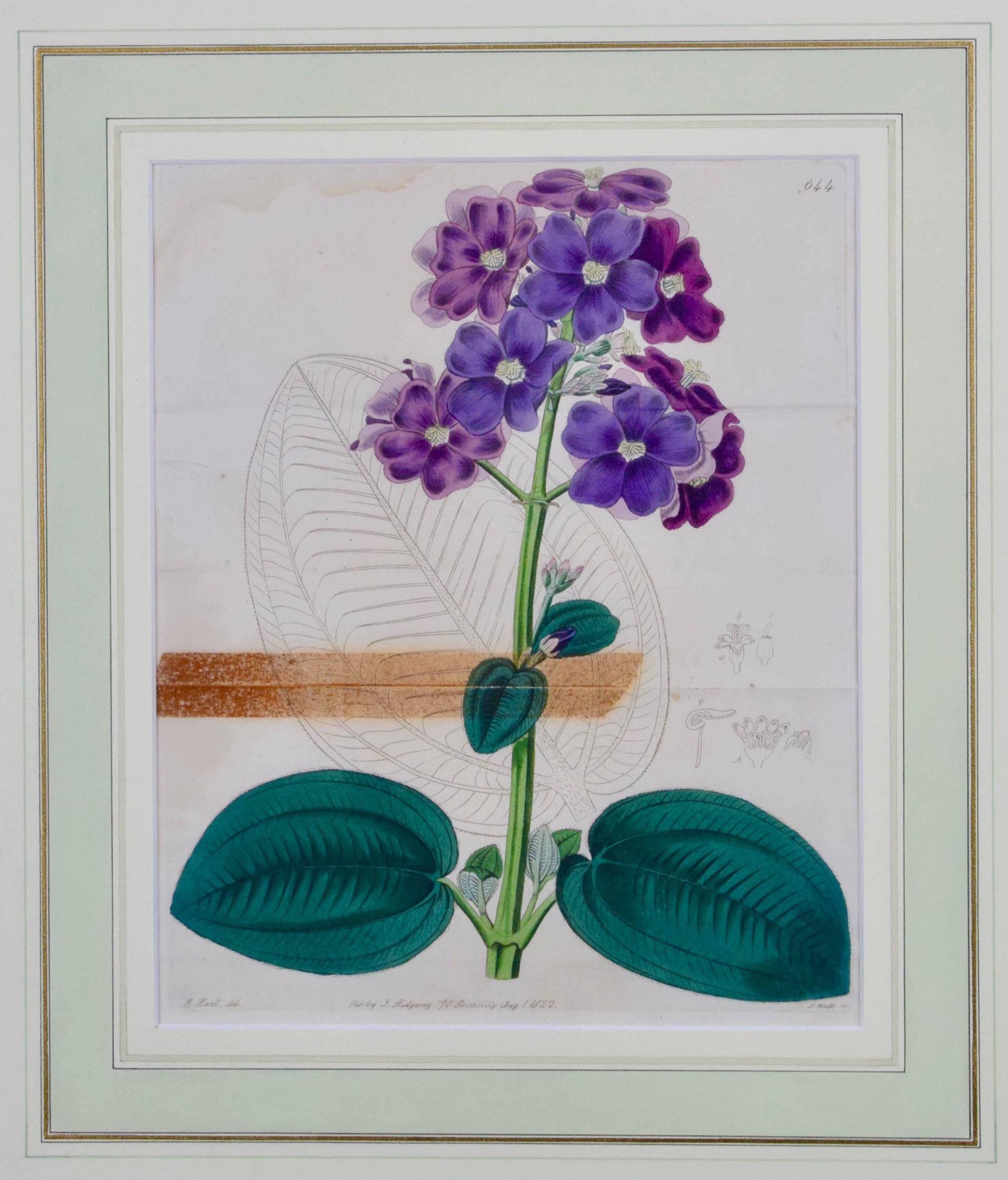 A Pair of 19th C. Framed Hand Colored Edwards' Botanical Engravings of Flowers - Gray Still-Life Print by Sydenham Edwards