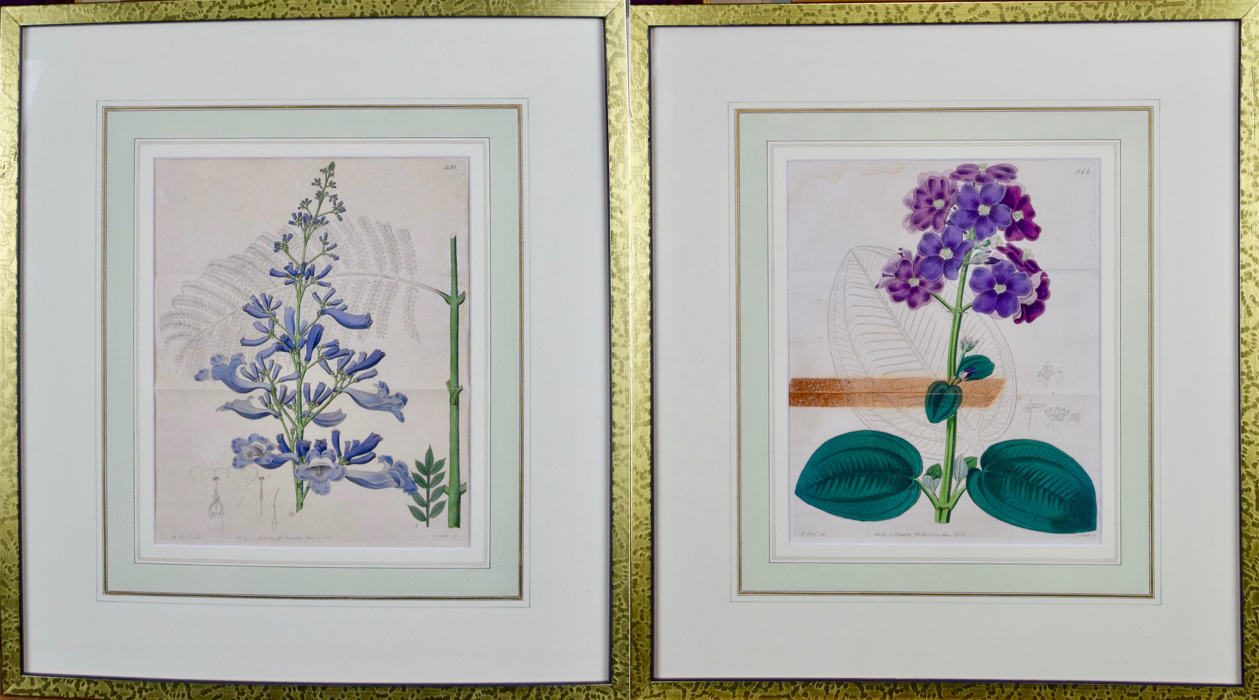 Sydenham Edwards Still-Life Print - A Pair of 19th C. Framed Hand Colored Edwards' Botanical Engravings of Flowers