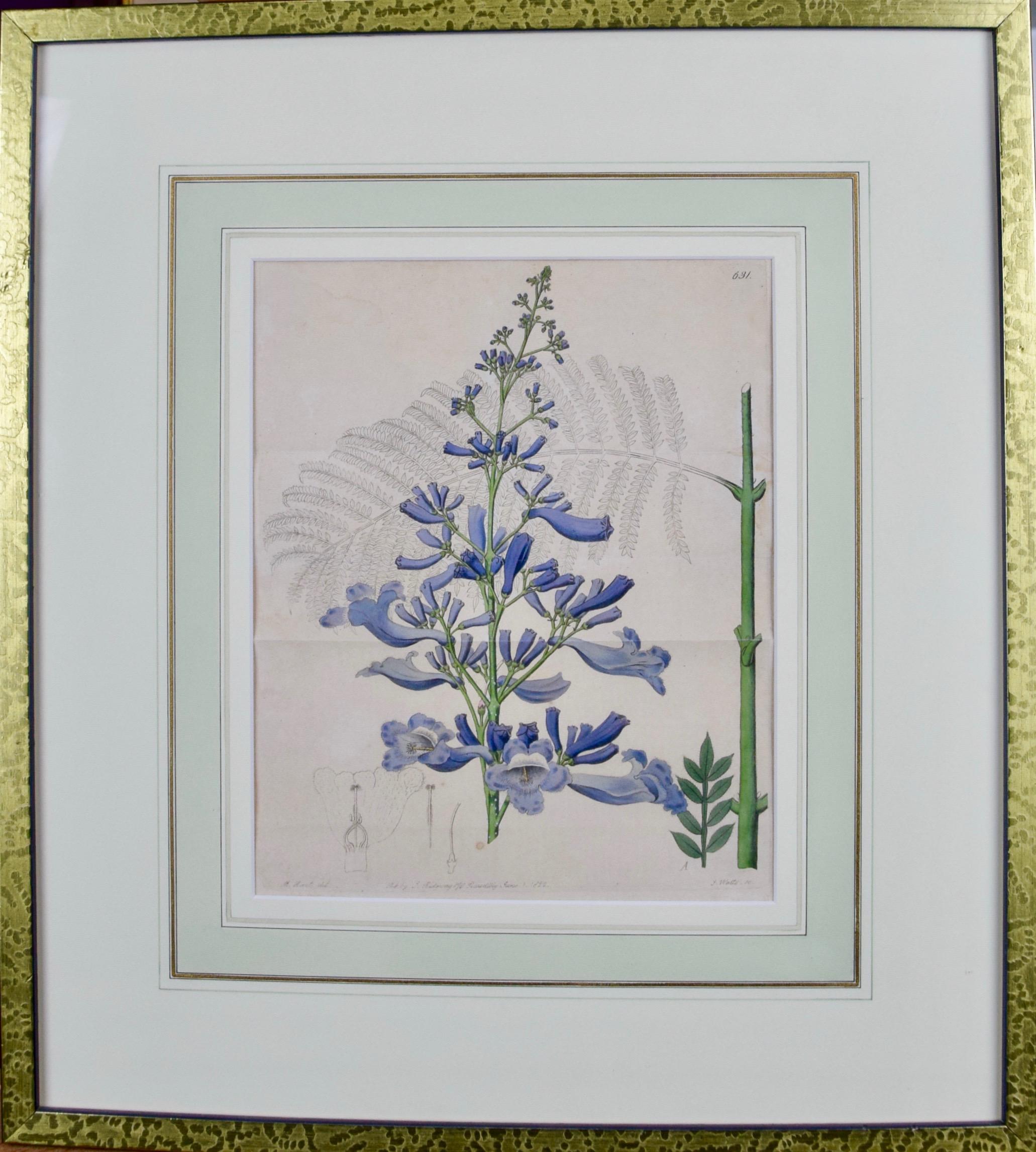 A Pair of 19th C. Framed Hand Colored Edwards' Botanical Engravings of Flowers - Print by Sydenham Edwards