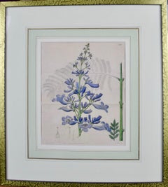 A Pair of 19th C. Framed Hand Colored Edwards' Botanical Engravings of Flowers