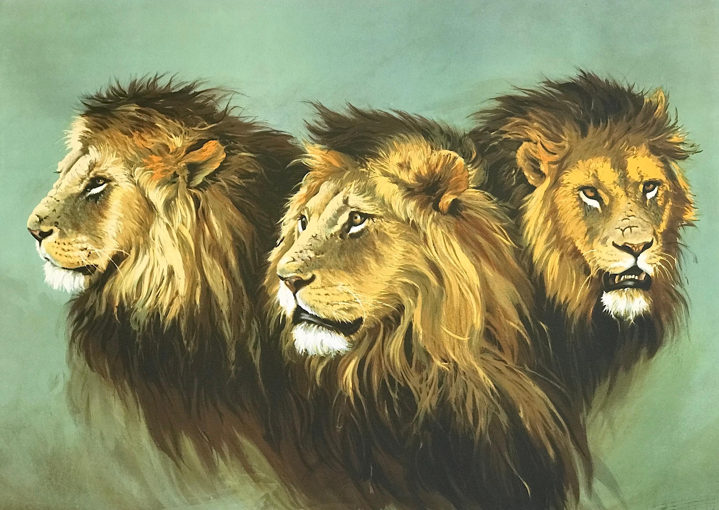 Lithographie signée LION PORTRAIT, têtes de lion africains, art moderne de la faune - Print de Sydney Taylor