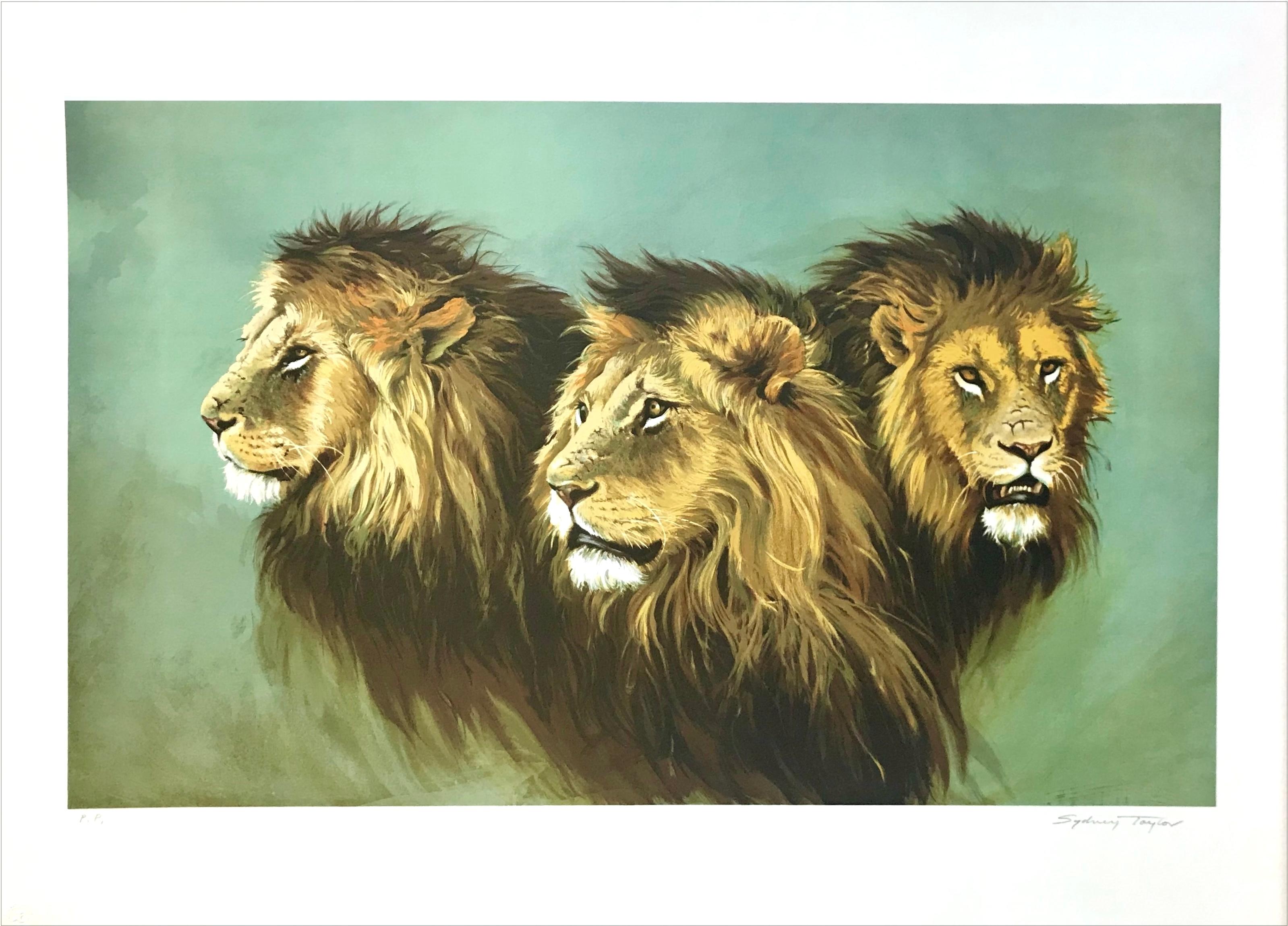 LION PORTRAIT Signed Lithograph, African Lion Heads, Modern Wildlife Art