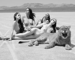 Big Cat, 2008, 21st century, contemporary, photography
