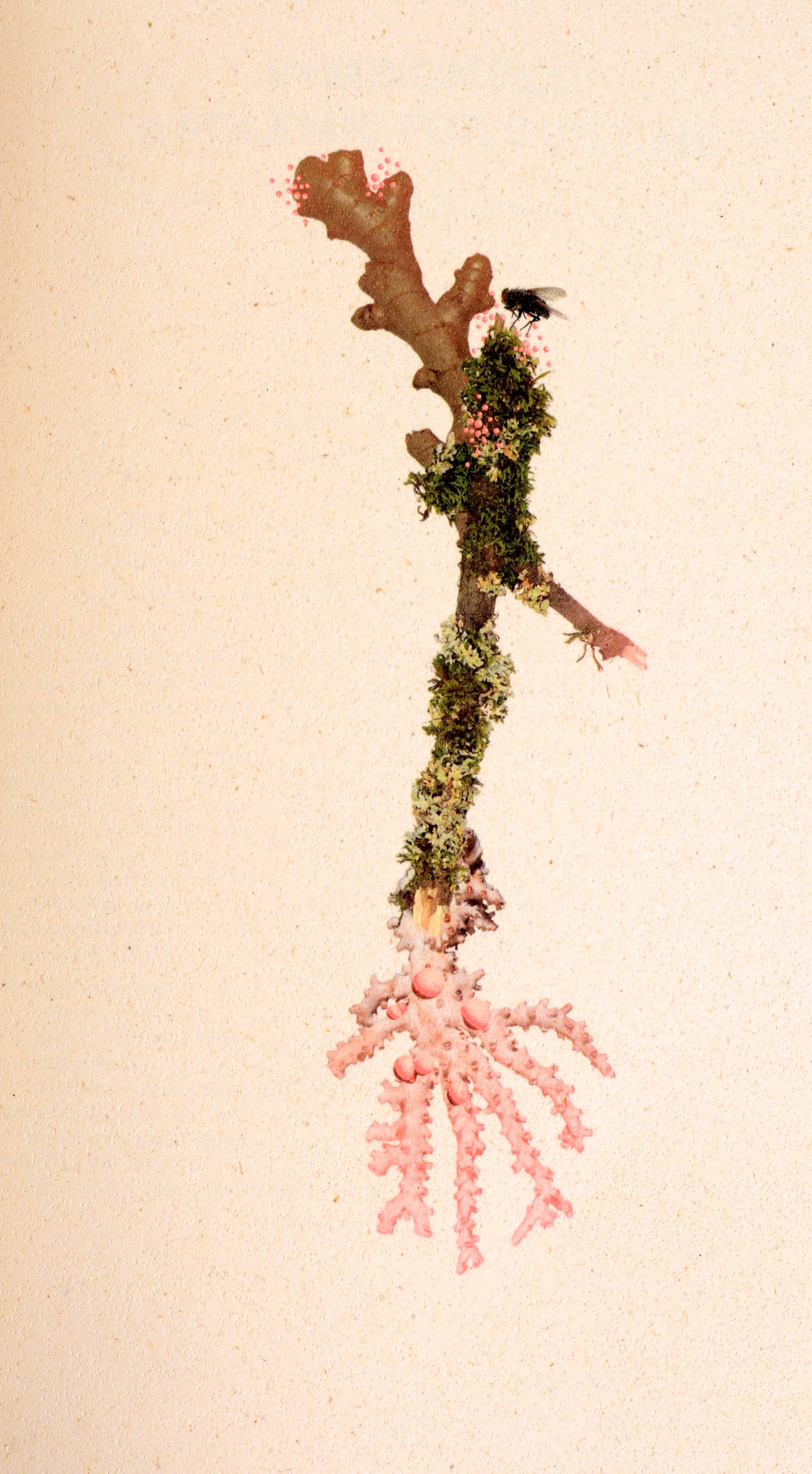 American Symbionts: Contemporary Artists and the Biosphere by Caroline Jones 1st For Sale