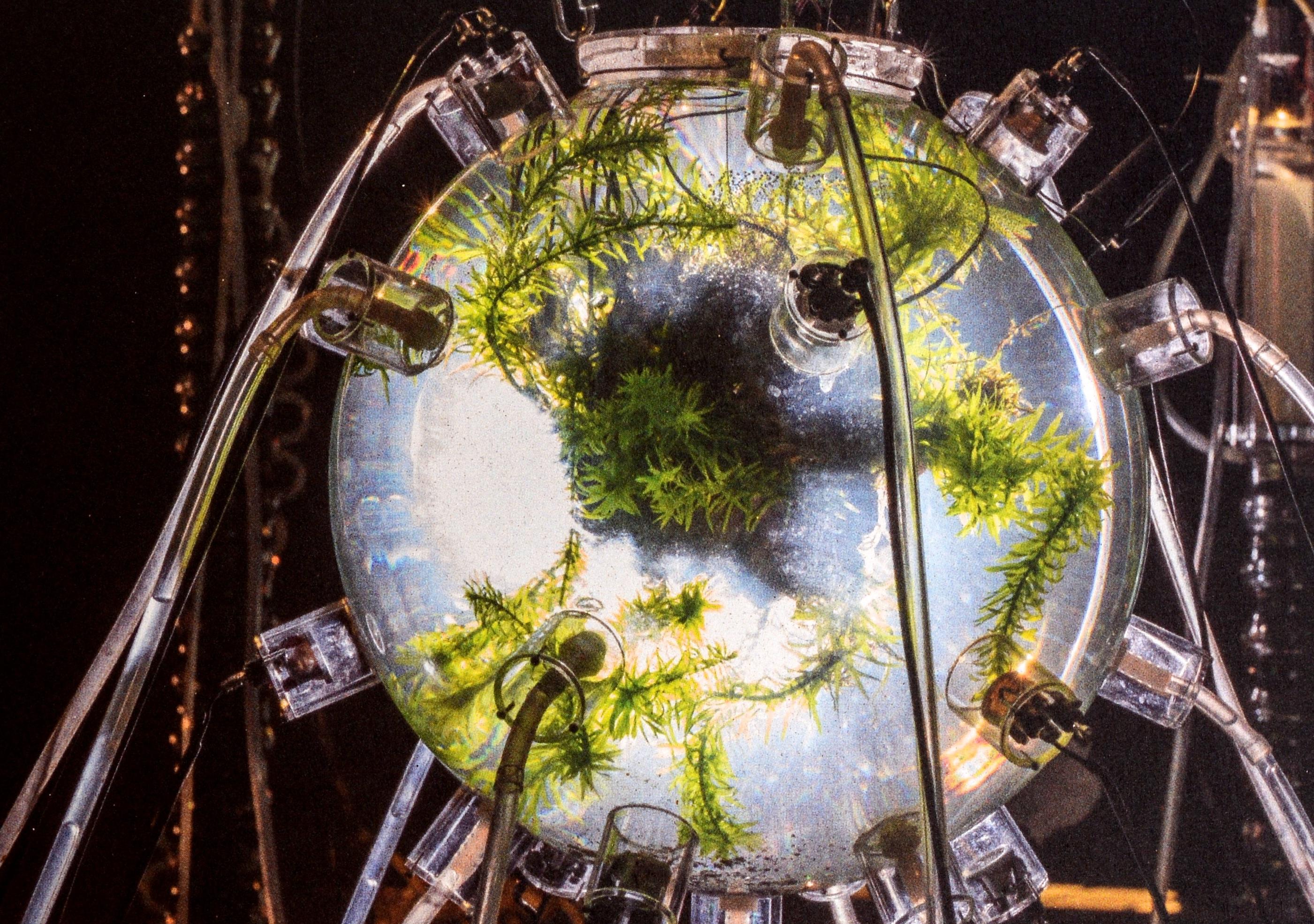 Symbionts: Contemporary Artists and the Biosphere by Caroline Jones 1st For Sale 4