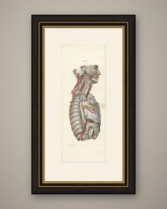 Cadena simpática y nervio vago en el tórax, lámina plegable doble de Hirschfeld, 1866