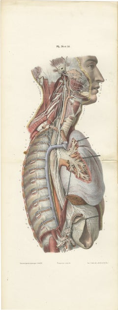 Cadena simpática y nervio vago en el tórax, lámina plegable doble de Hirschfeld, 1866