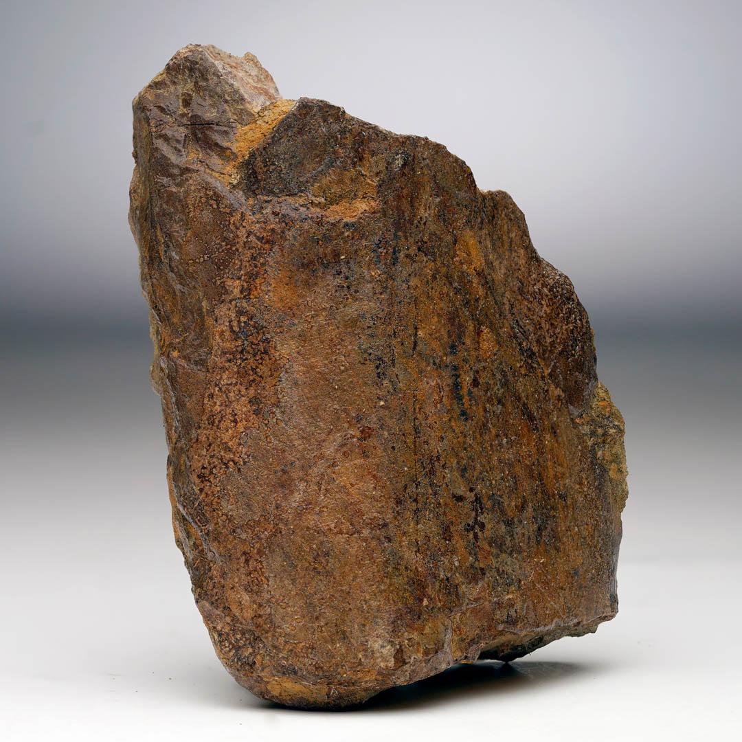 Own a rare piece of one of the most fearsome predators in Earth’s history with this authentic Tyrannosaurus rex limb bone fragment, excavated from the world-renowned Lance Formation of Wyoming. Dating back to the Upper Cretaceous (70 million years