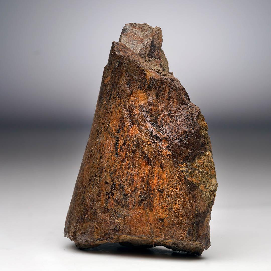 Américain T. Rex Limb Bone Fragment en vente