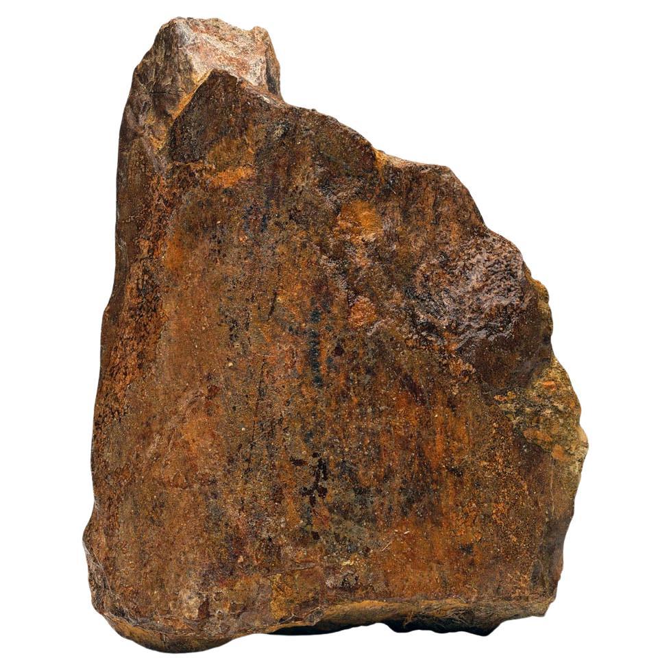 T. Rex Limb Bone Fragment en vente