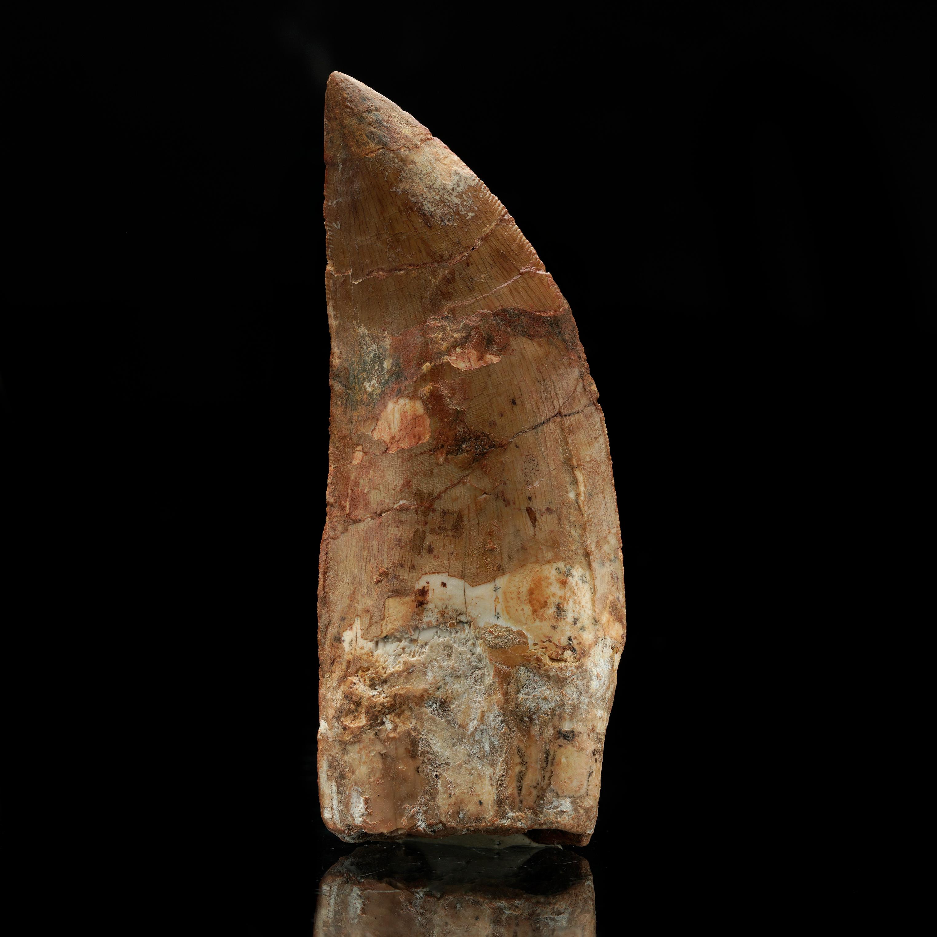 This genuine Carcharodontosaurus tooth is a prehistoric treasure from one of the most fearsome predators of the Cretaceous period. With its razor-sharp serrations and blade-like shape, this fossil tells the story of a dinosaur that ruled North
