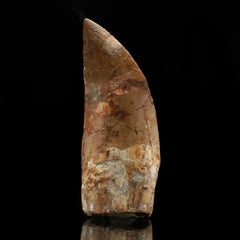 Carcharodontosaurus-Zahn