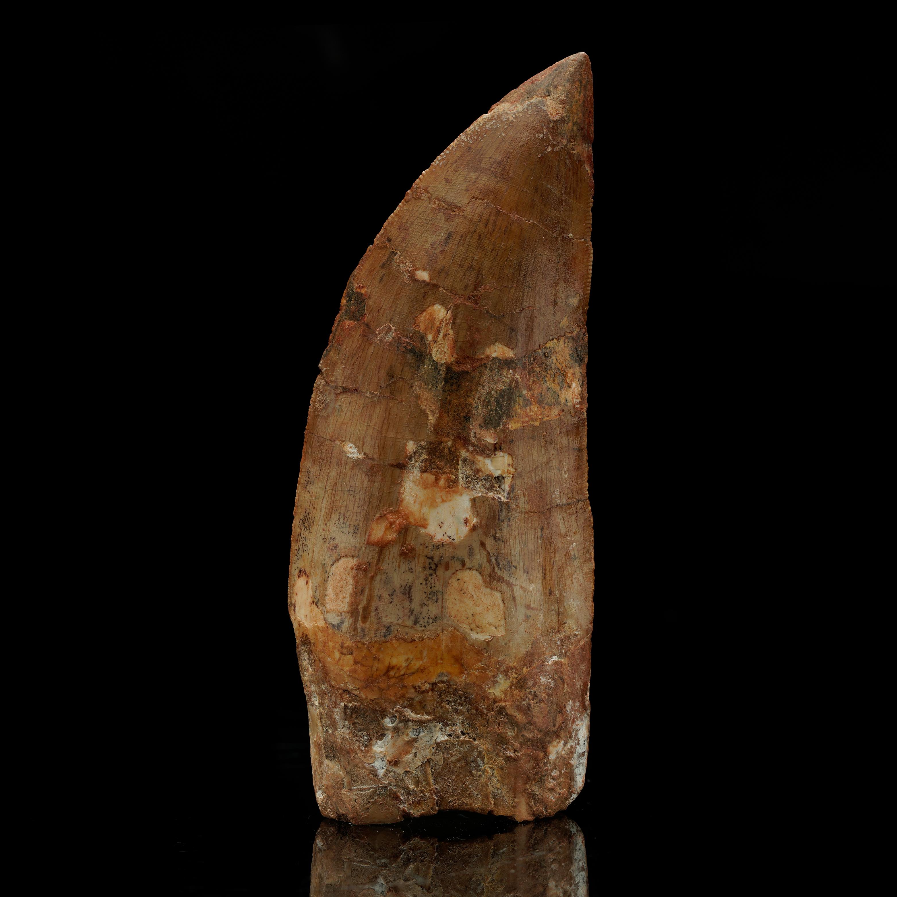Moroccan Carcharodontosaurus Tooth For Sale