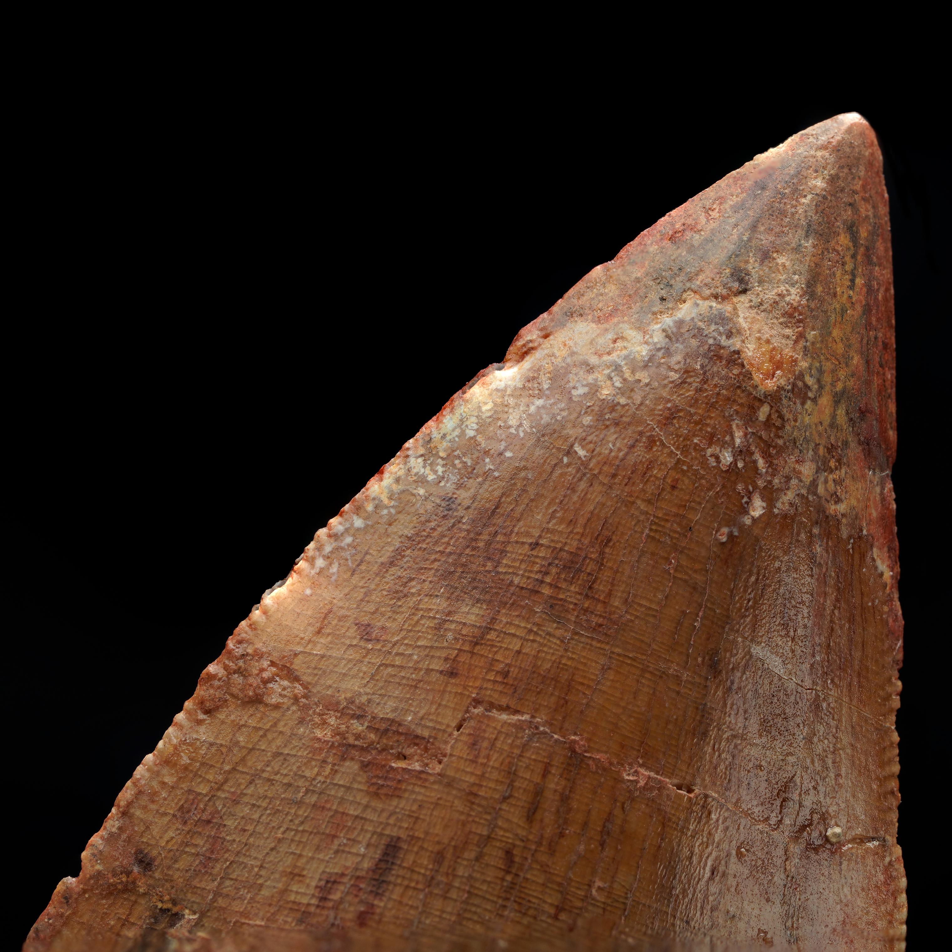 Carcharodontosaurus Tooth In Excellent Condition For Sale In New York, NY