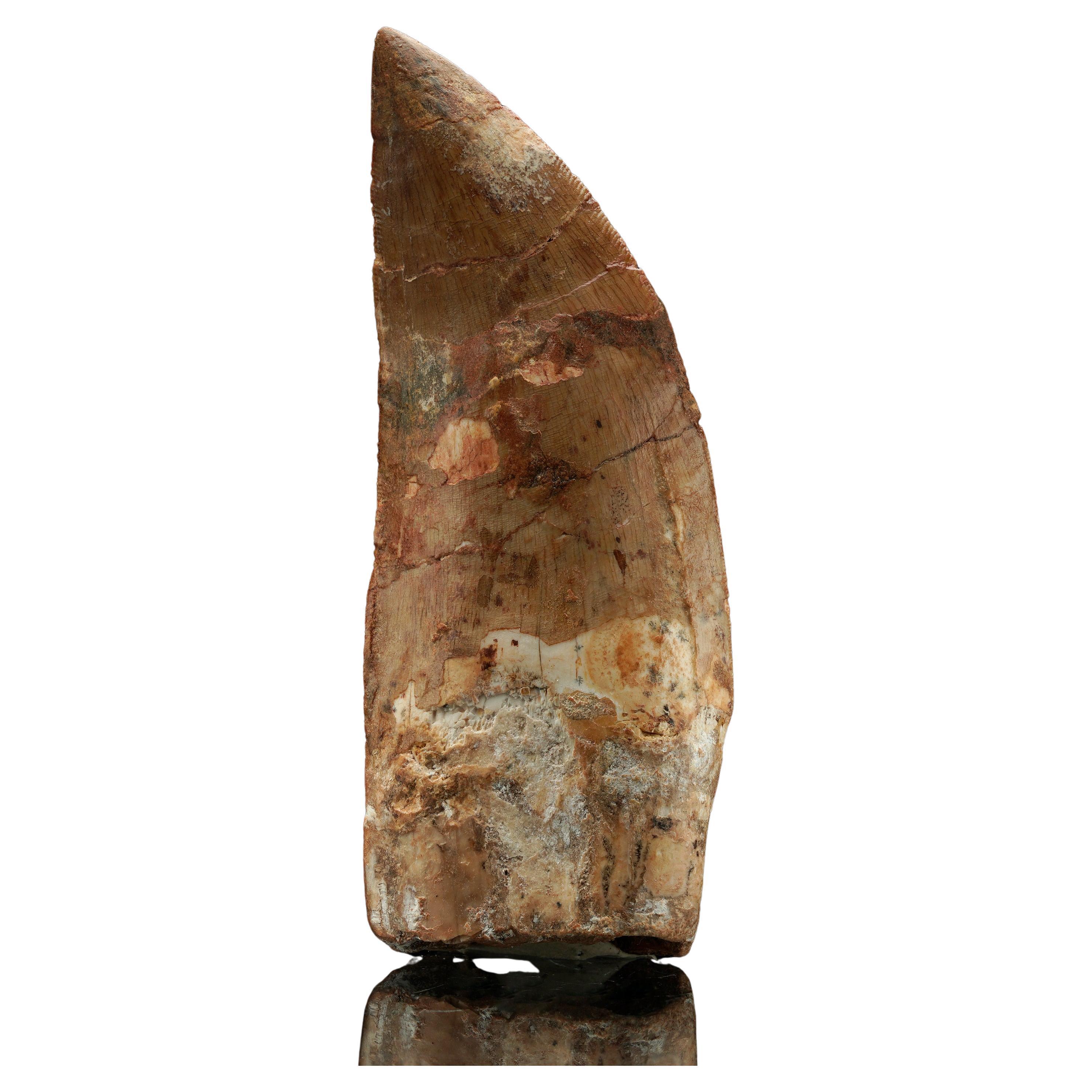 Diente de Carcharodontosaurus