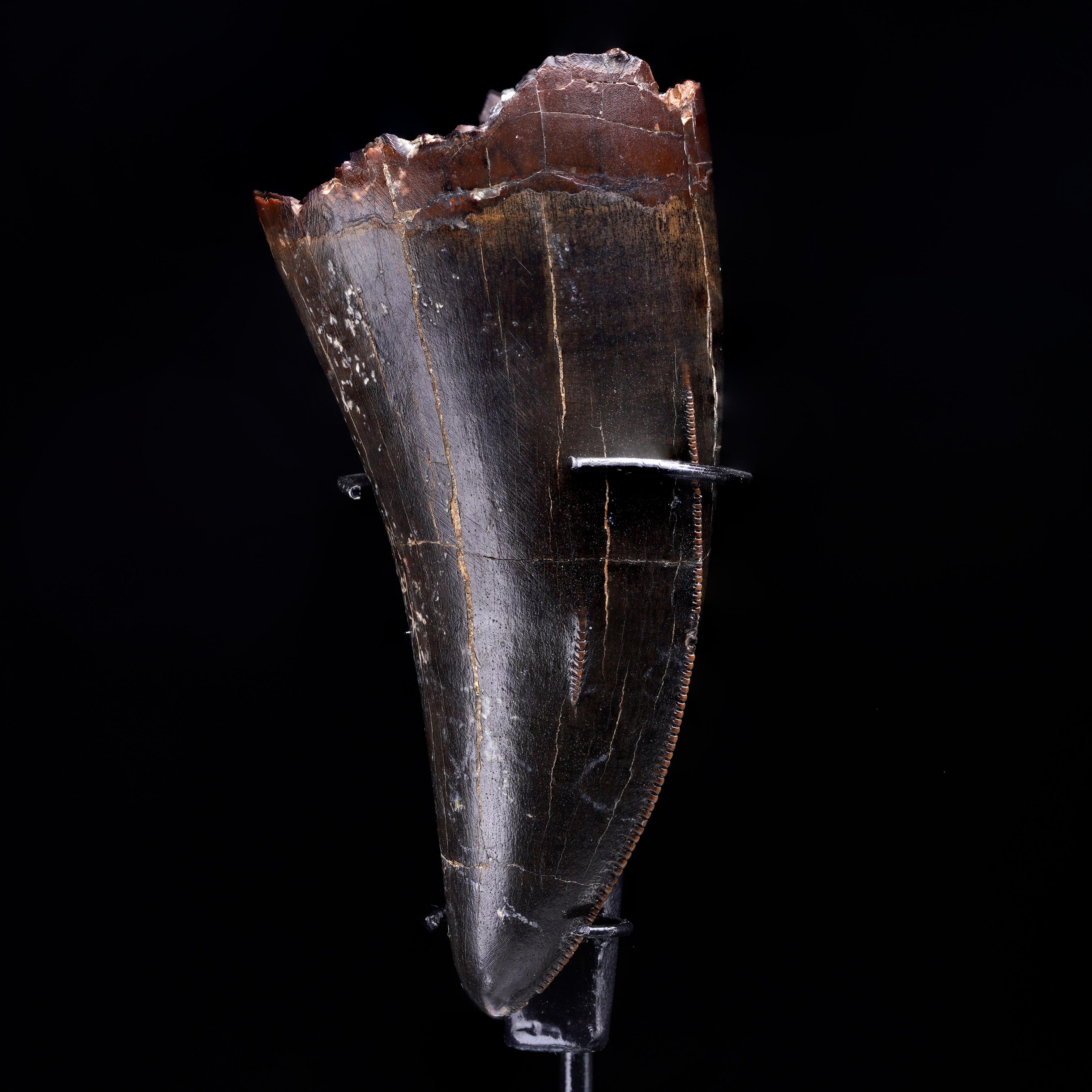 Questo eccezionale dente di Tyrannosaurus rex proveniente dalla Formazione Hell Creek si distingue per la sua rara dentellatura patologica, una formazione insolita in cui il bordo dentellato naturale del dente si curva in modo irregolare, creando