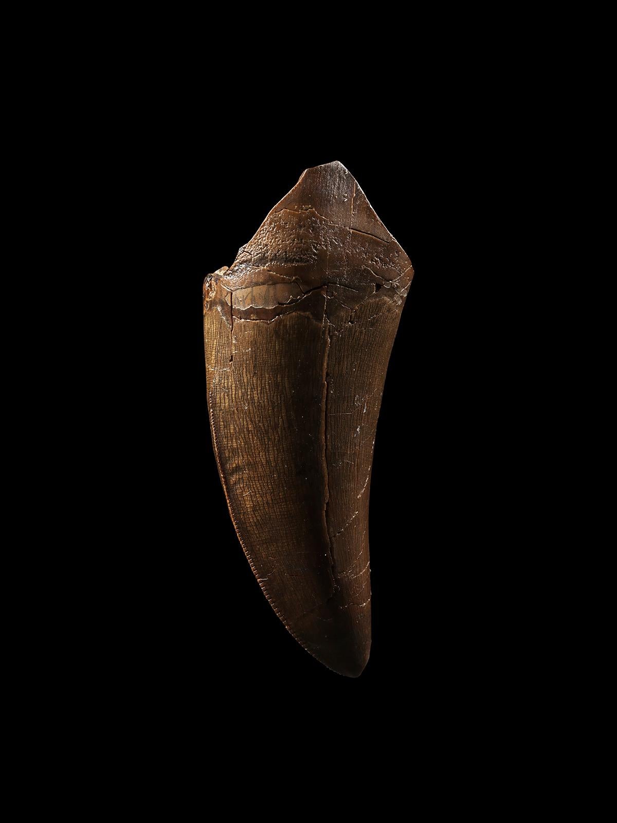 Americano Dente di T-Rex in vendita