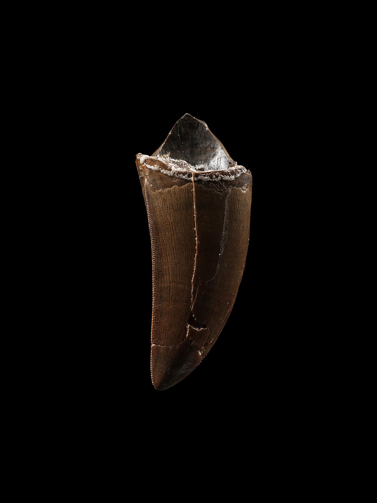 Dente di T-Rex In condizioni ottime in vendita a London, GB