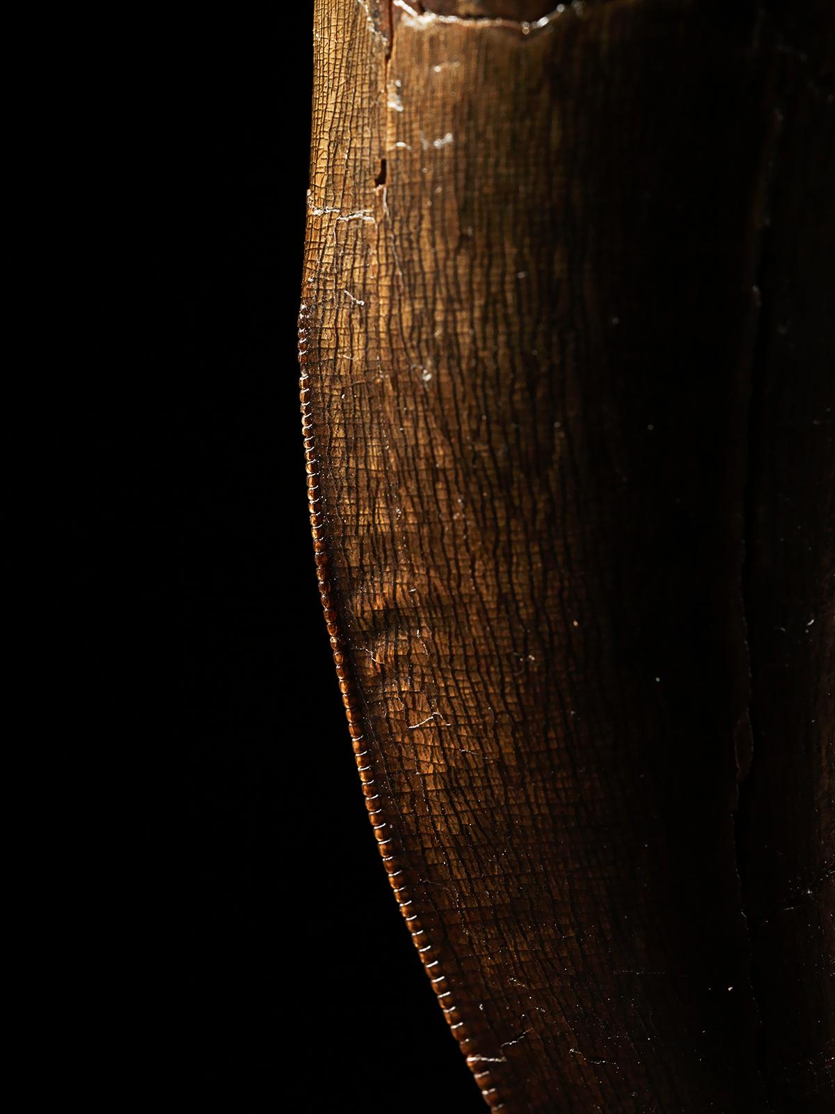 Fino al XVIII secolo Dente di T-Rex in vendita