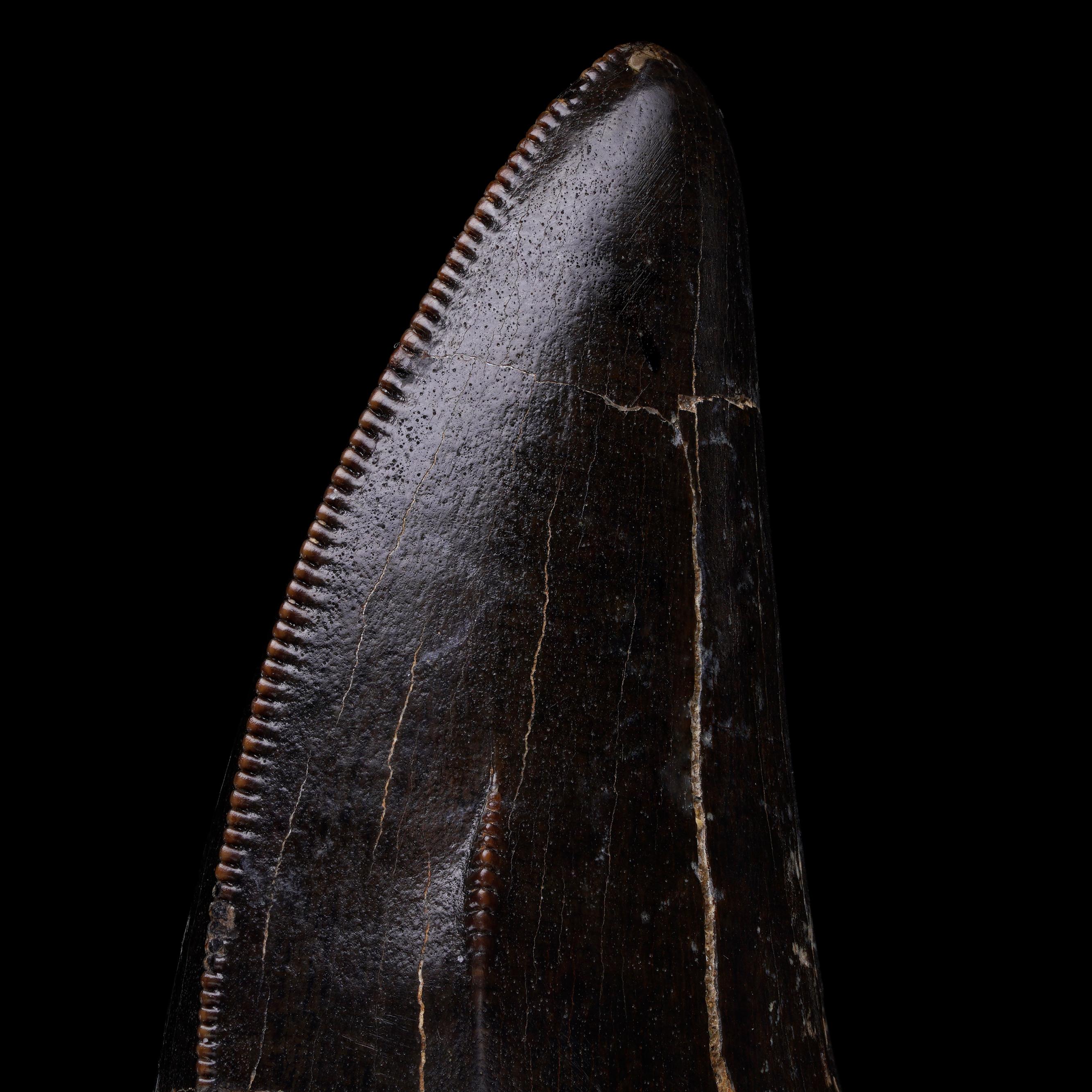 Dente di T-Rex in vendita 2