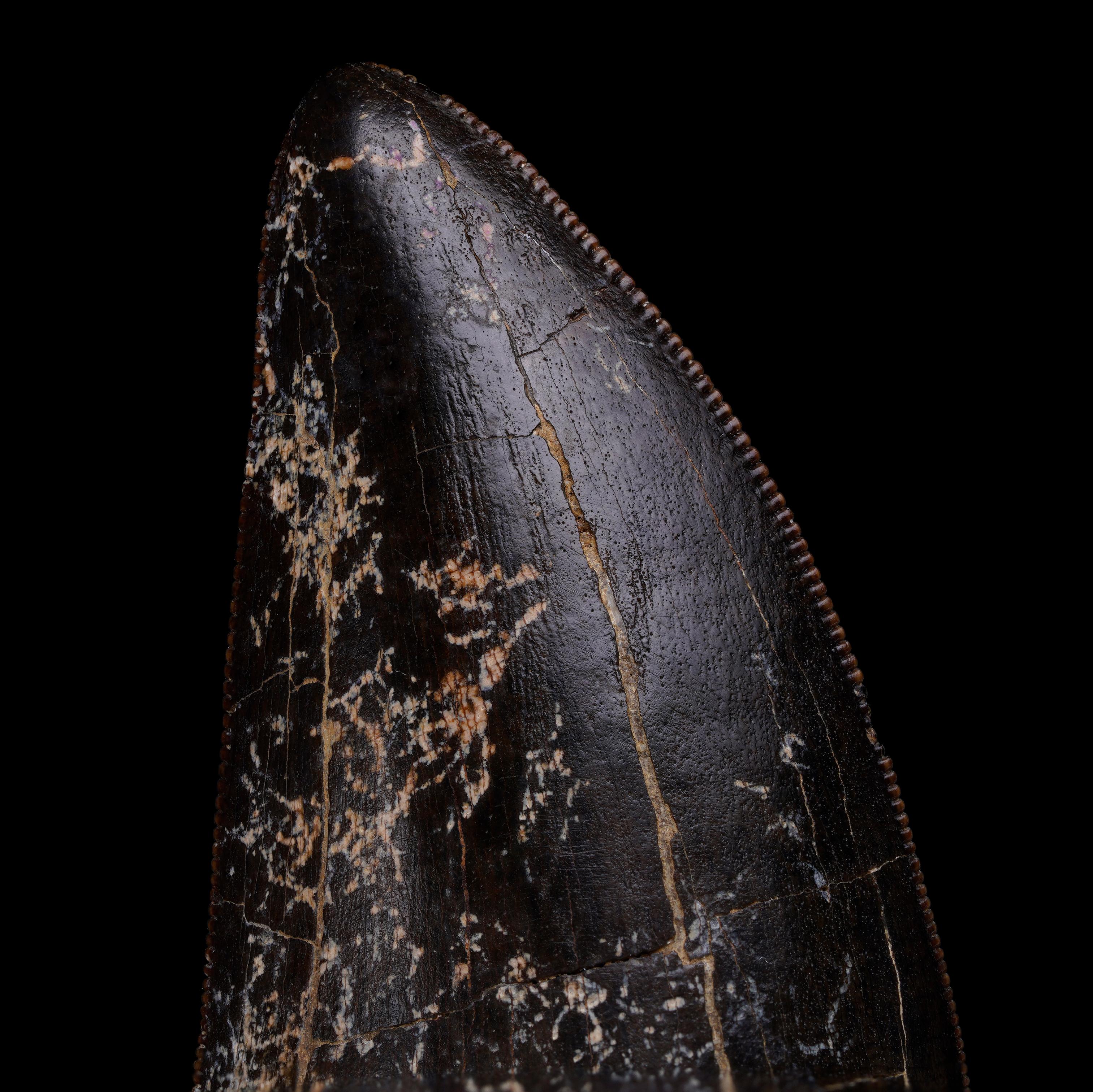 Dente di T-Rex in vendita 3