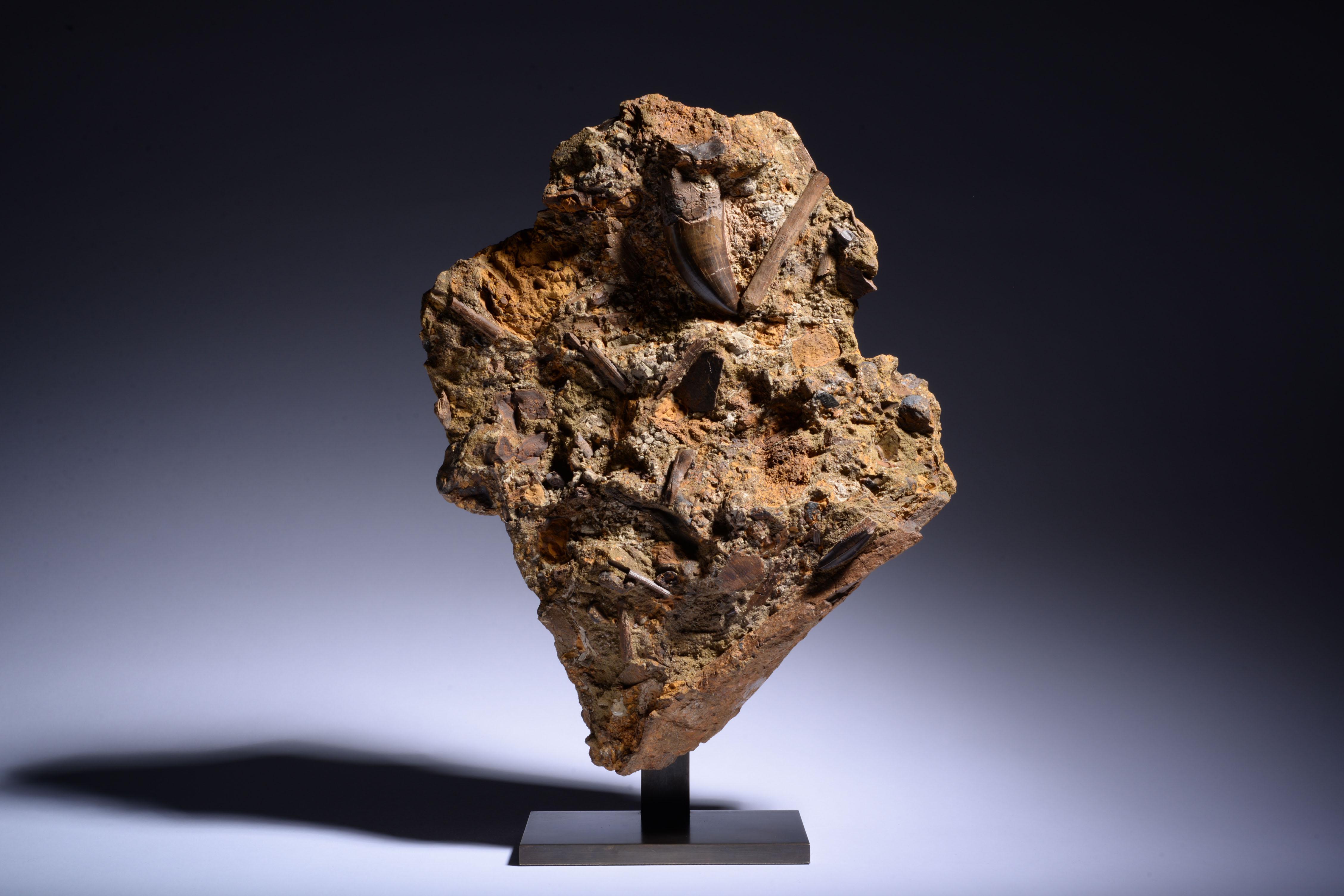 T. Rex Tooth in Fossil Matrix In Excellent Condition For Sale In London, GB