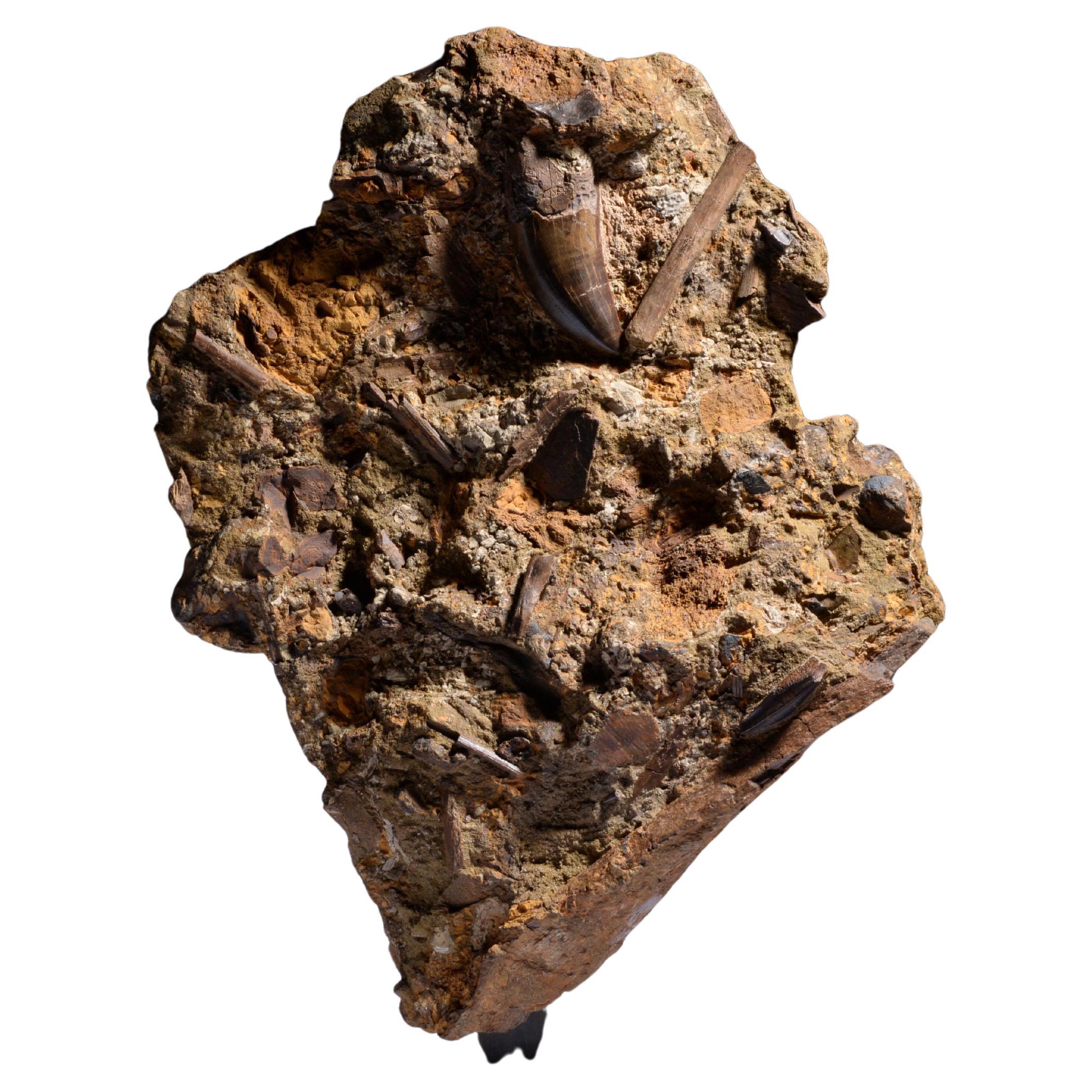 T. Rex Tooth in Fossil Matrix For Sale