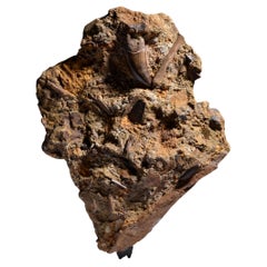 T. Rex Tooth in Fossil Matrix