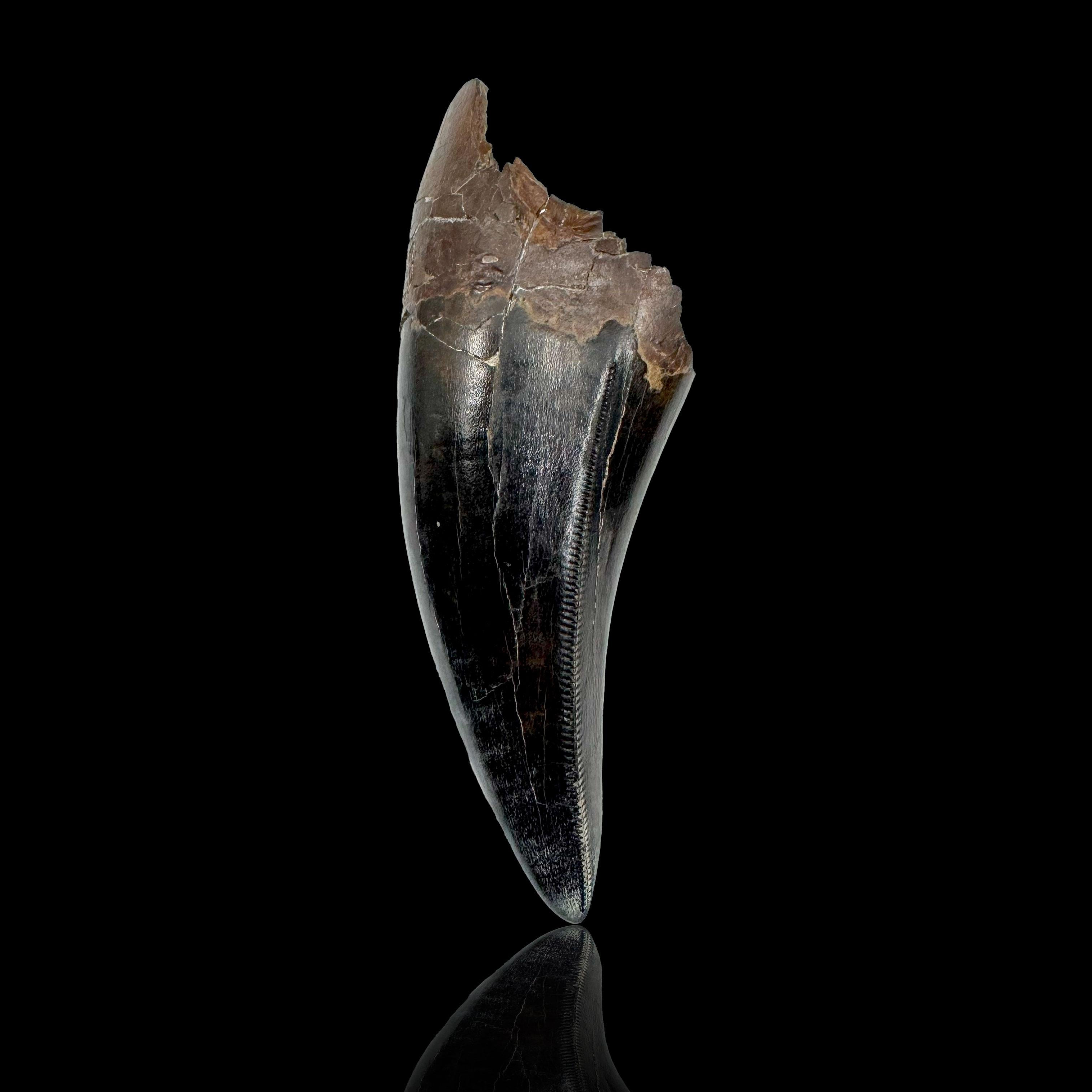 Entdecken Sie ein echtes Stück Geschichte mit diesem atemberaubenden Tyrannosaurus Rex-Zahn aus der berühmten Hell Creek Formation in North Dakota. Dieses unglaubliche Fossil ist das Vermächtnis eines der berühmtesten Raubtiere, das jemals auf der