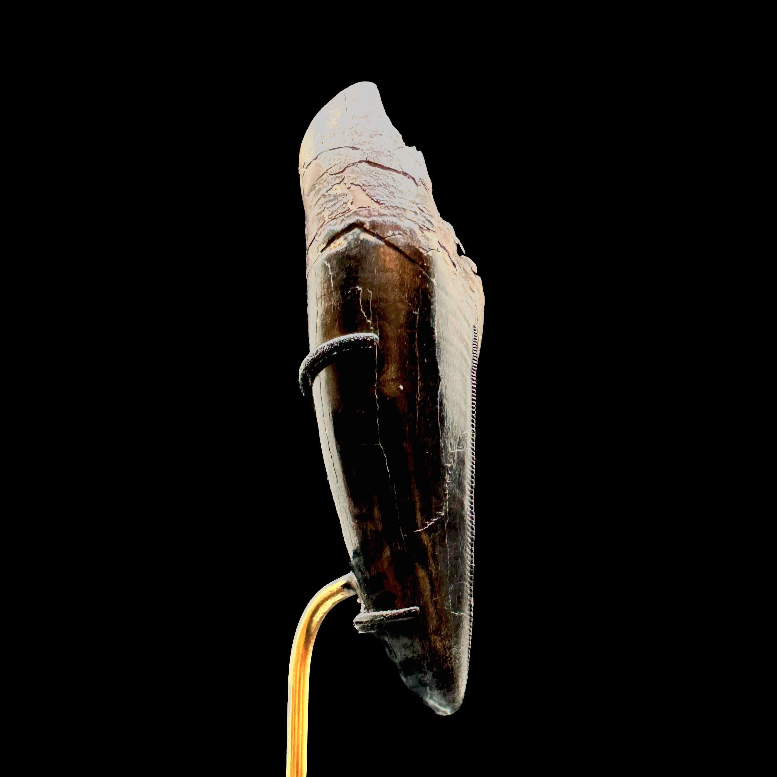 T-Rex-Gesicht (Tyrannosaurus Rex-Gesicht) (21. Jahrhundert und zeitgenössisch) im Angebot