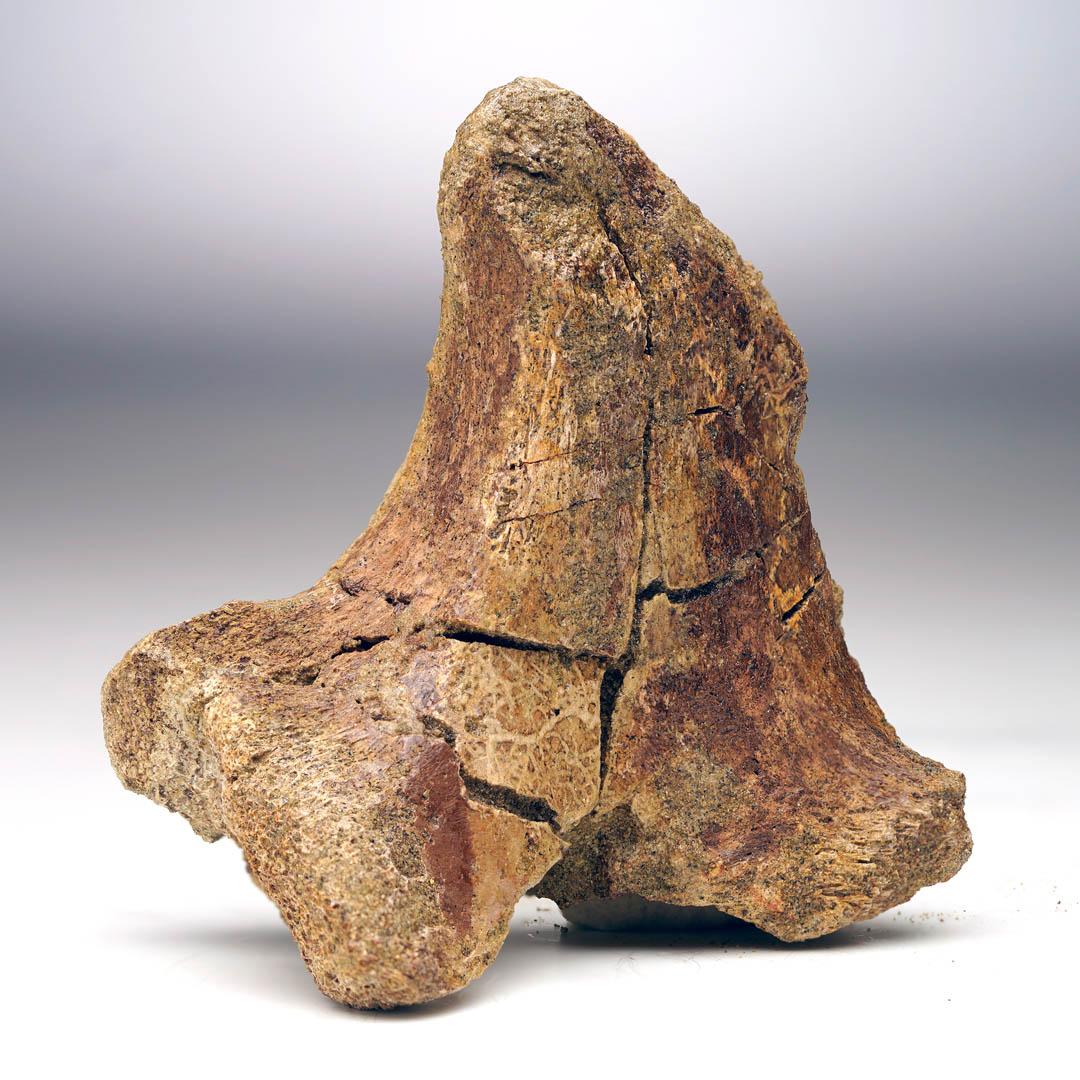 This is a genuine Tyrannosaurus rex vertebra fragment showcasing a robust transverse process, unearthed from the famed Lance Formation of Wyoming. Dating to the Upper Cretaceous period 70 million years ago, this impressive fossil is a genuine piece