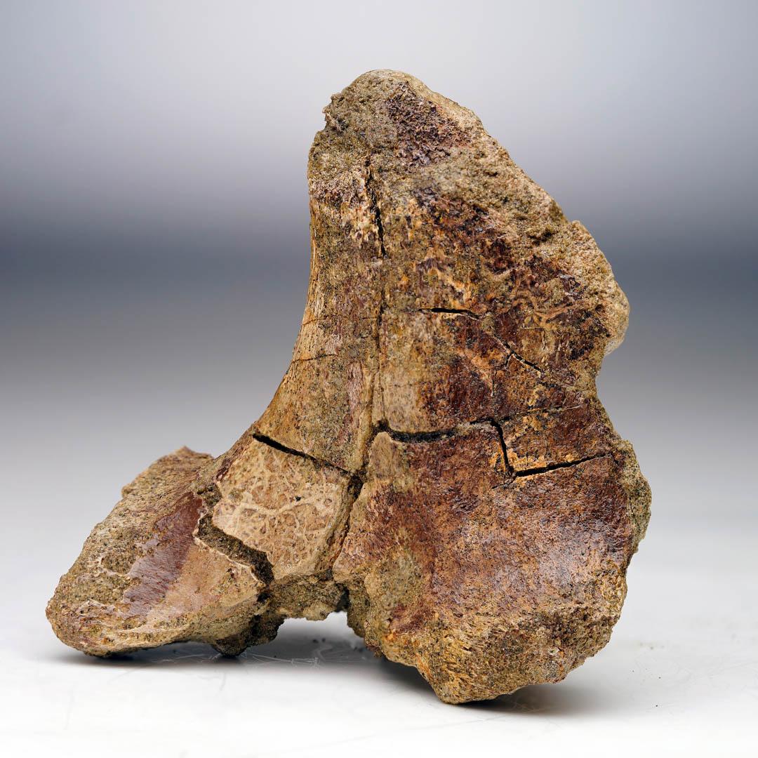 Américain T. Rex Transverse Process Vertebra en vente