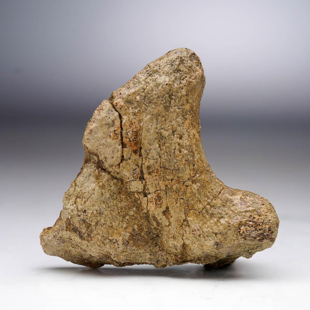 T. Rex Transverse Process Vertebra Excellent état - En vente à New York, NY