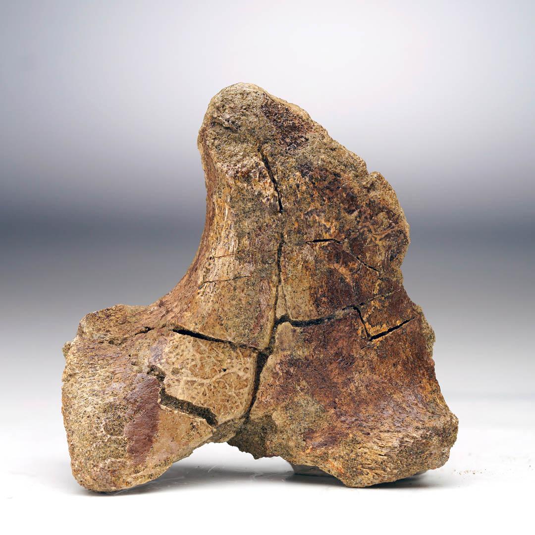 XVIIIe siècle et antérieur T. Rex Transverse Process Vertebra en vente
