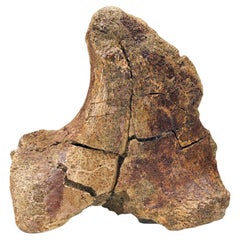 T. Rex Transverse Process Vertebra