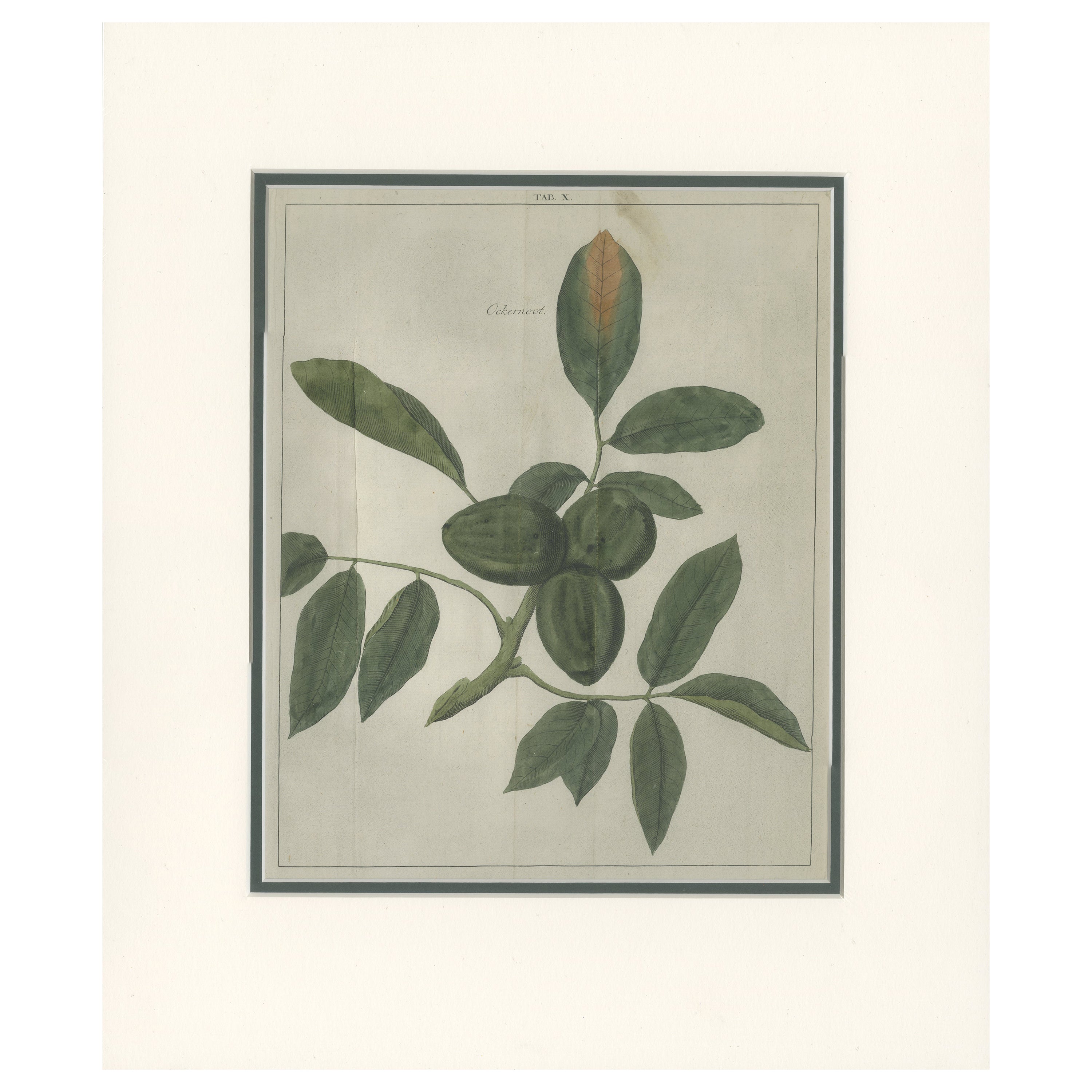 Ficha X Impresión antigua del Juglans Regia 'Nogal' de Knoop '1758 en venta
