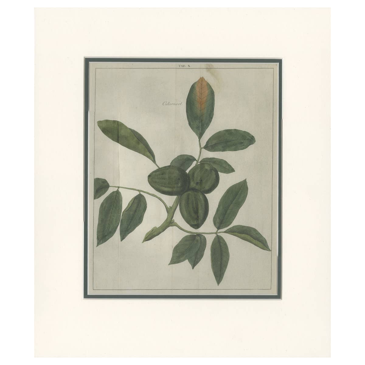 Tab X Antique Print of the Juglans Regia 'Walnut' by Knoop '1758'
