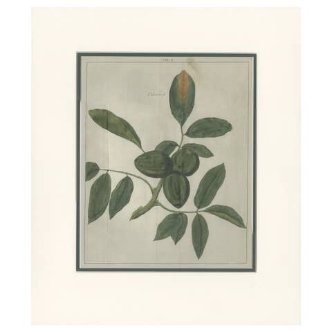 Tab X Antique Print of the Juglans Regia 'Walnut' by Knoop '1758'