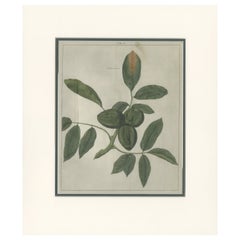 Ficha X Impresión antigua del Juglans Regia 'Nogal' de Knoop '1758