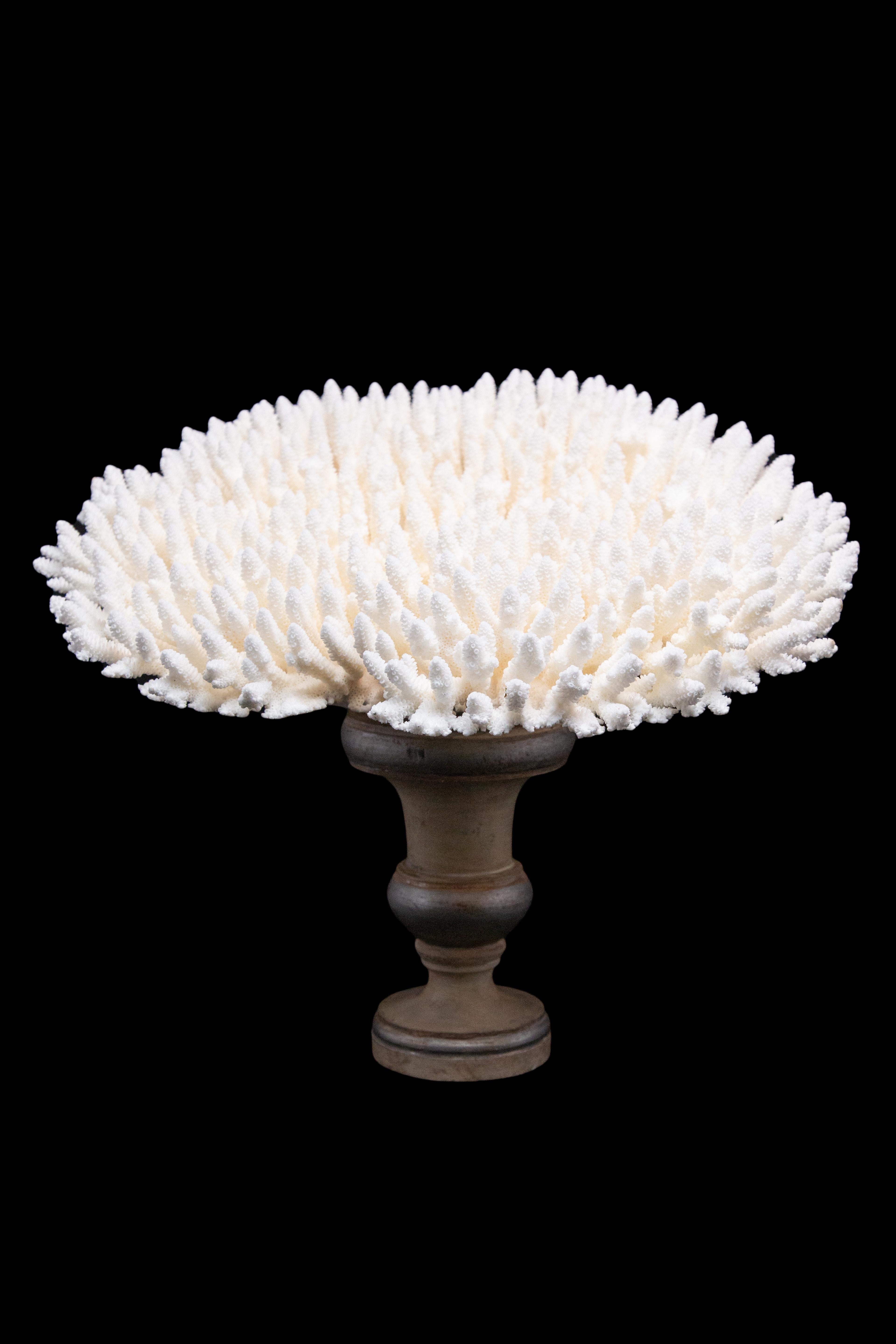 Table Coral Mounted on Medici Style Base In New Condition In New York, NY