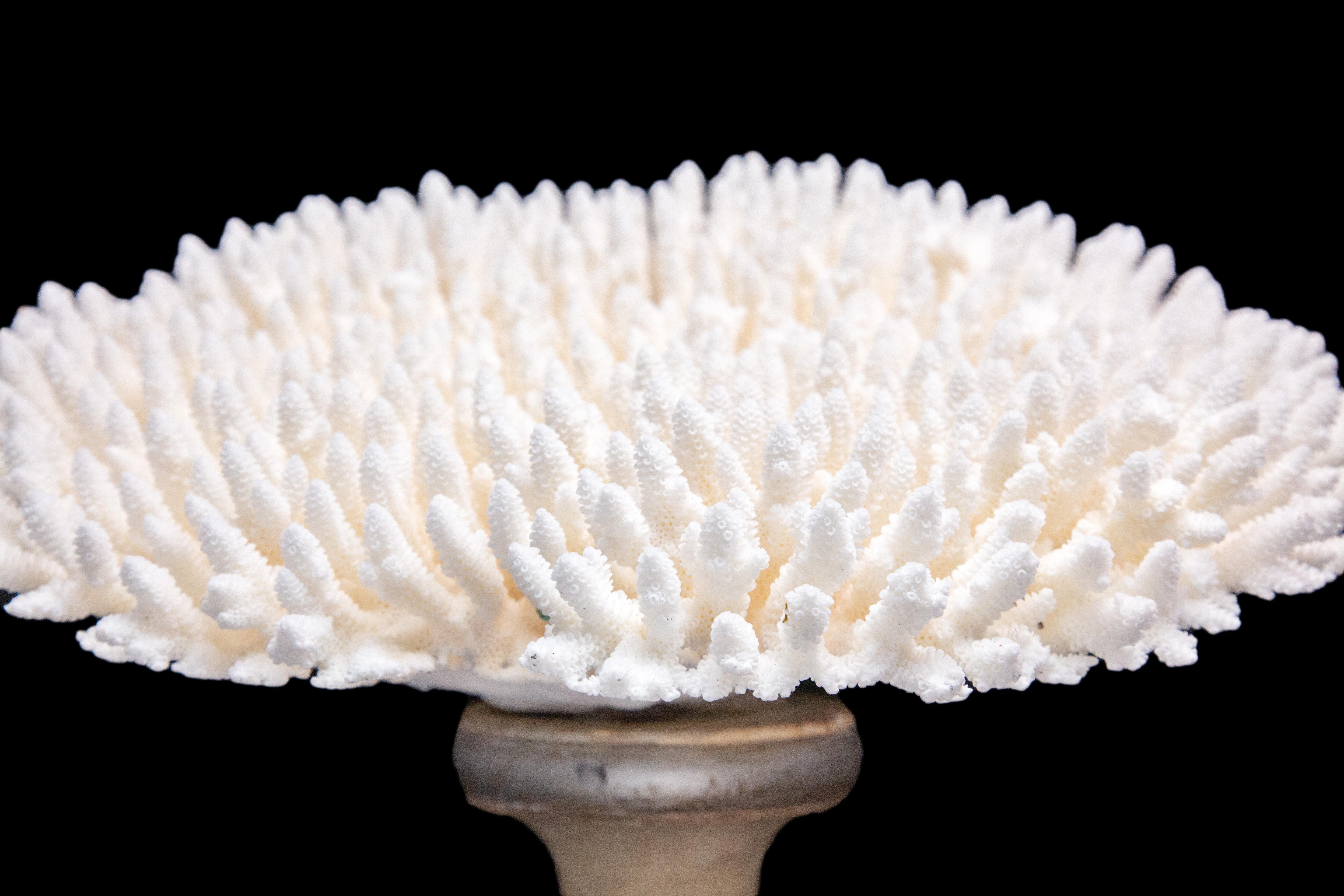 Contemporary Table Coral Mounted on Medici Style Base