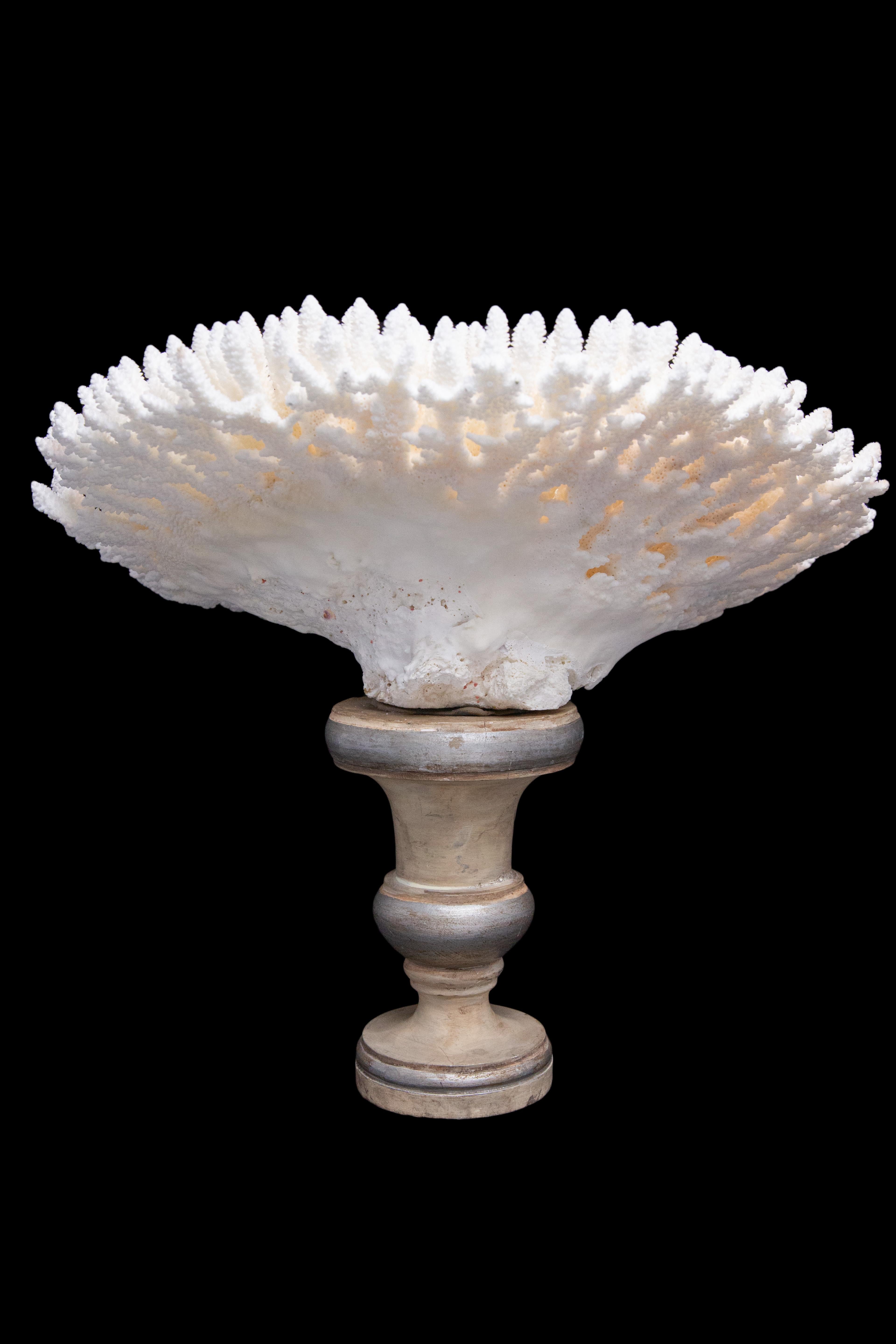 Table Coral Mounted on Medici Style Base 1