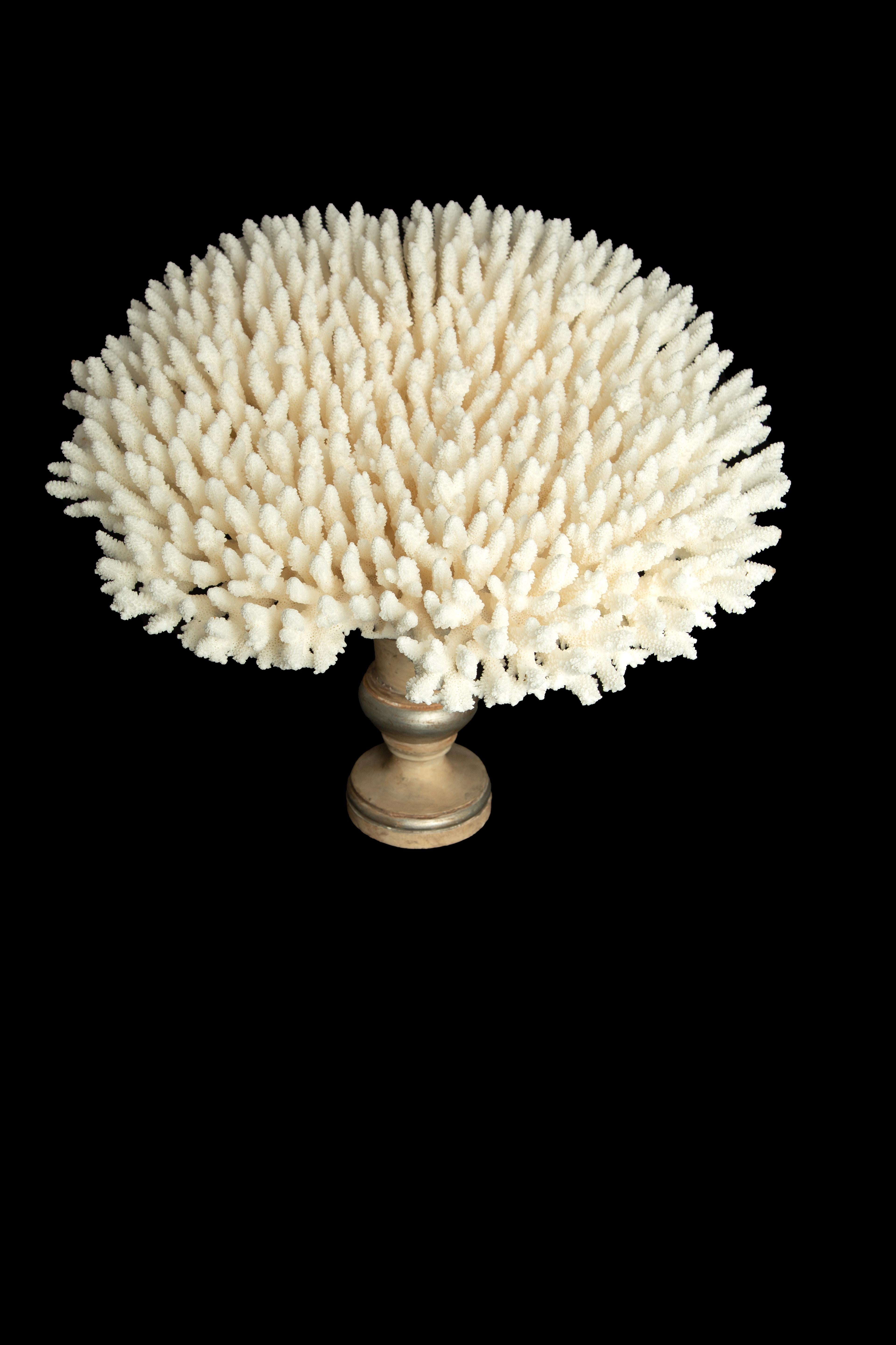 Table Coral Mounted on Medici Style Base 2