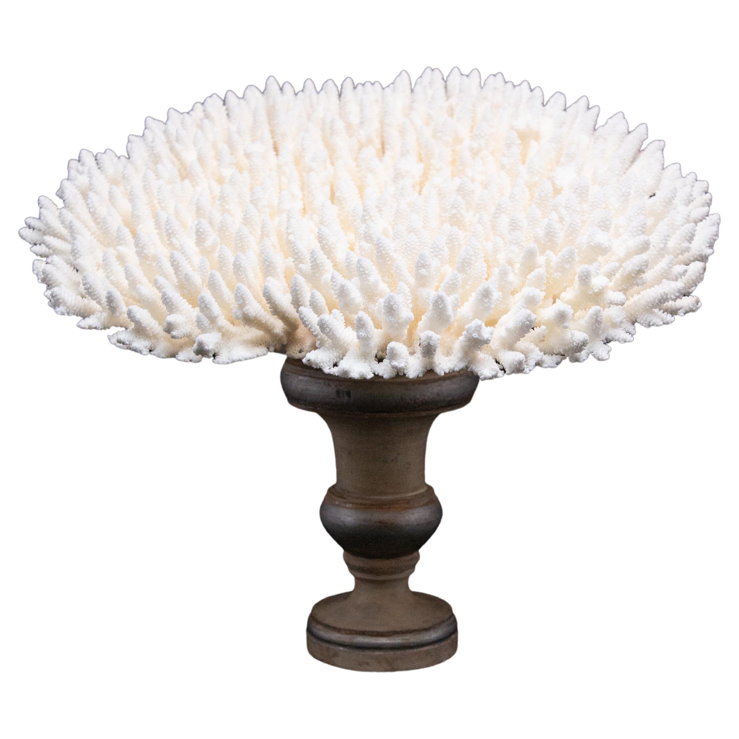Table Coral Mounted On Medici Style Base:

Measures: 15