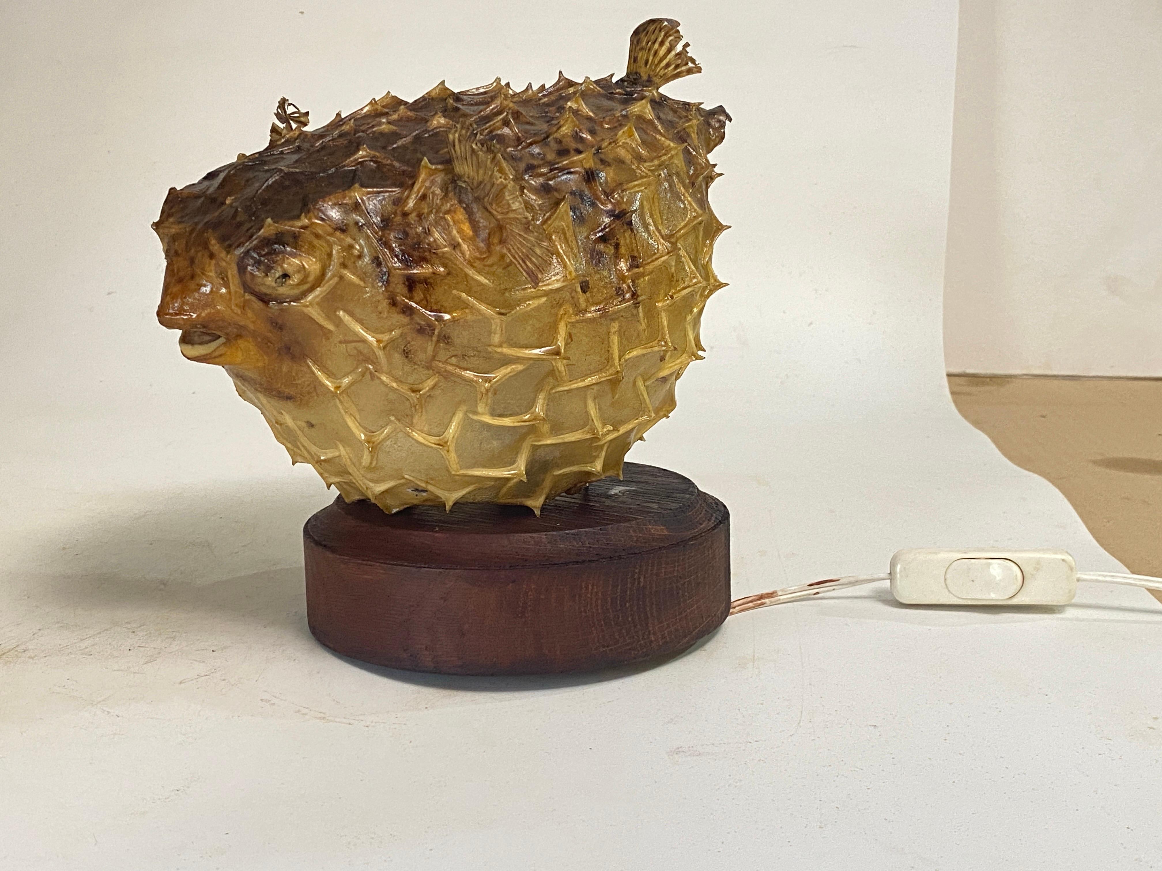 Tischlampe mit einem antiken Exemplar aus natürlicher Taxidermie aus Porcupinefisch im Angebot 6