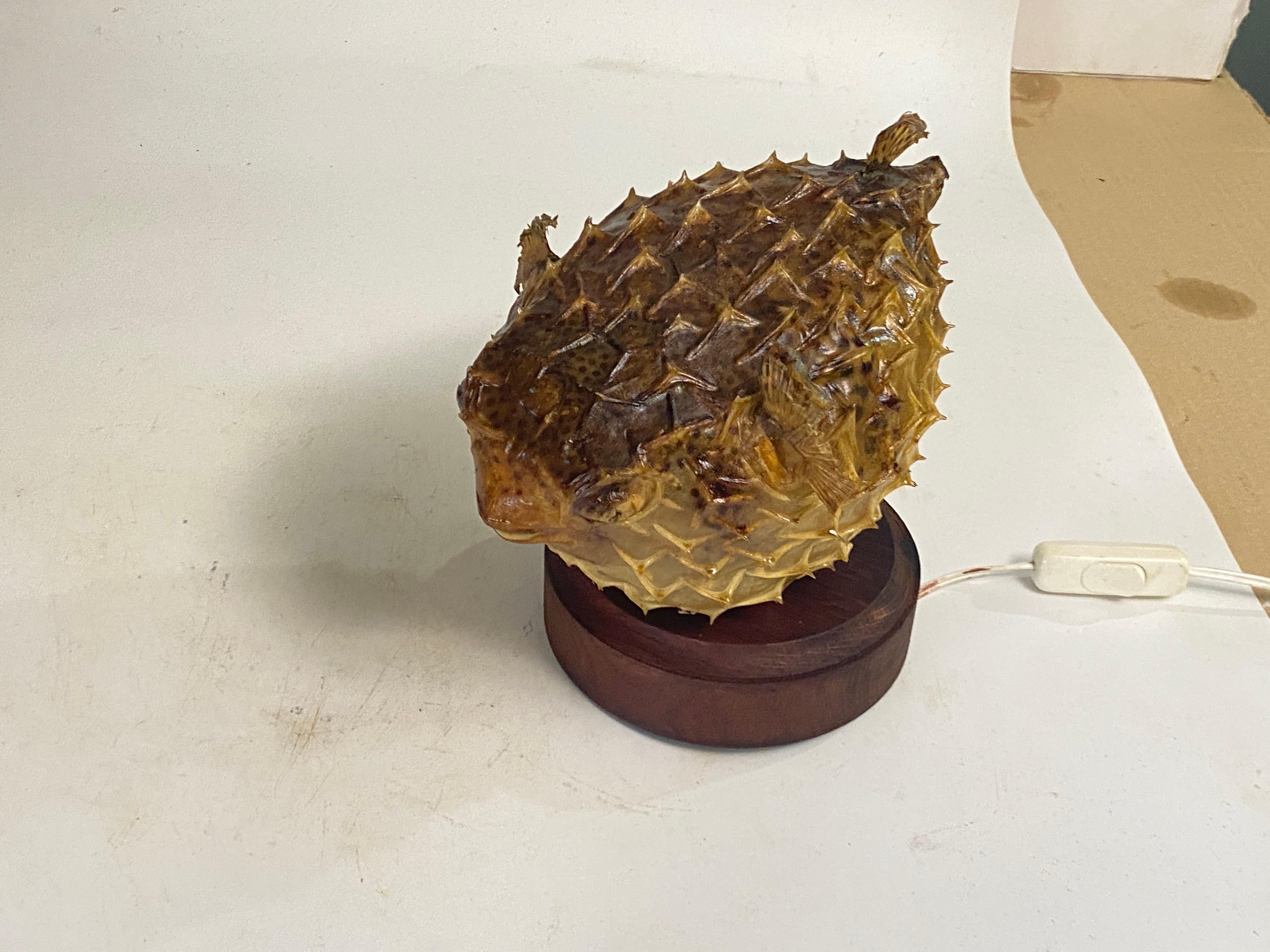 Table Lamp with an Antique Porcupinefish Natural Taxidermy Specimen For Sale 7