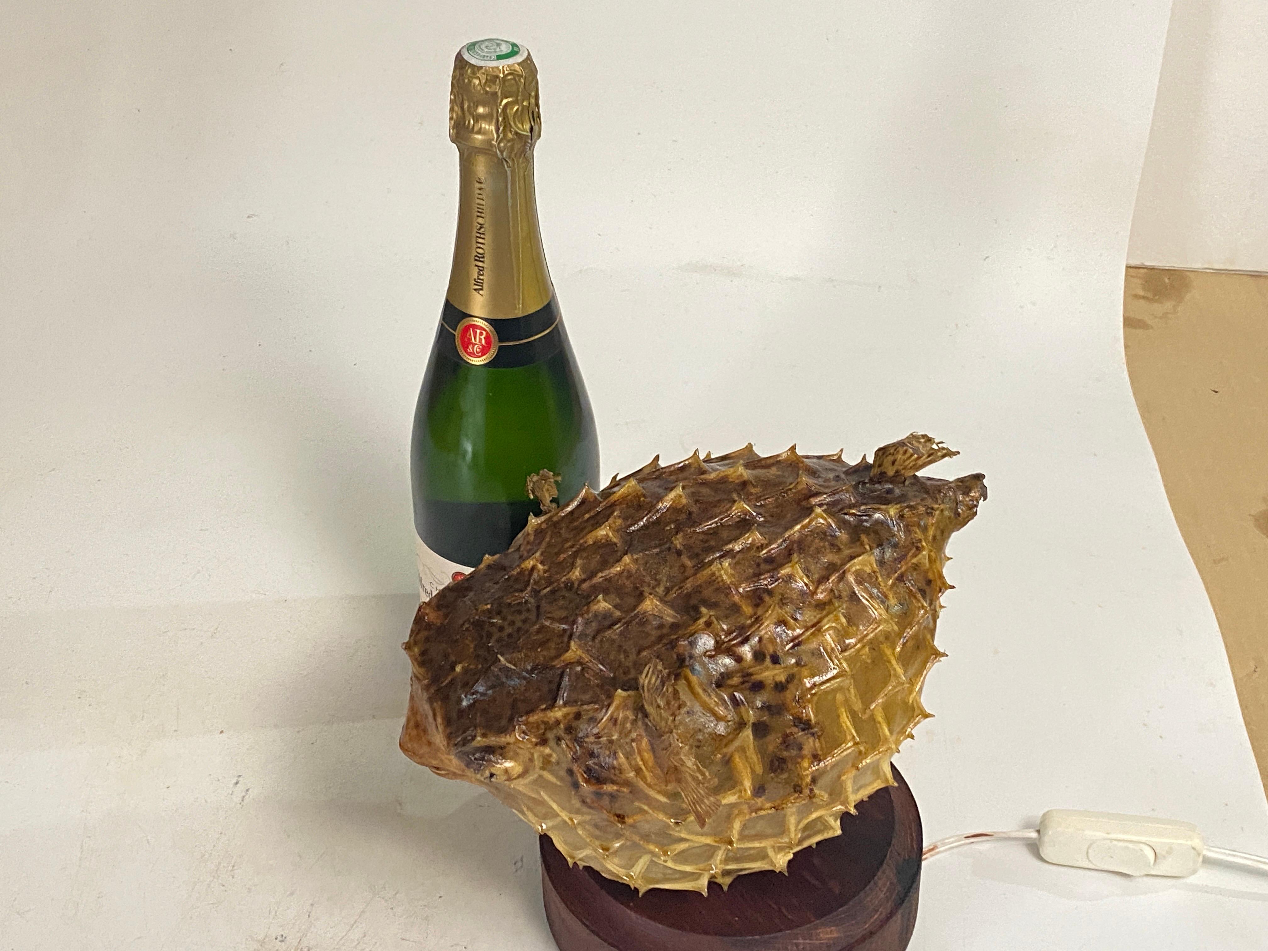 Tischlampe mit einem antiken Exemplar aus natürlicher Taxidermie aus Porcupinefisch im Angebot 12