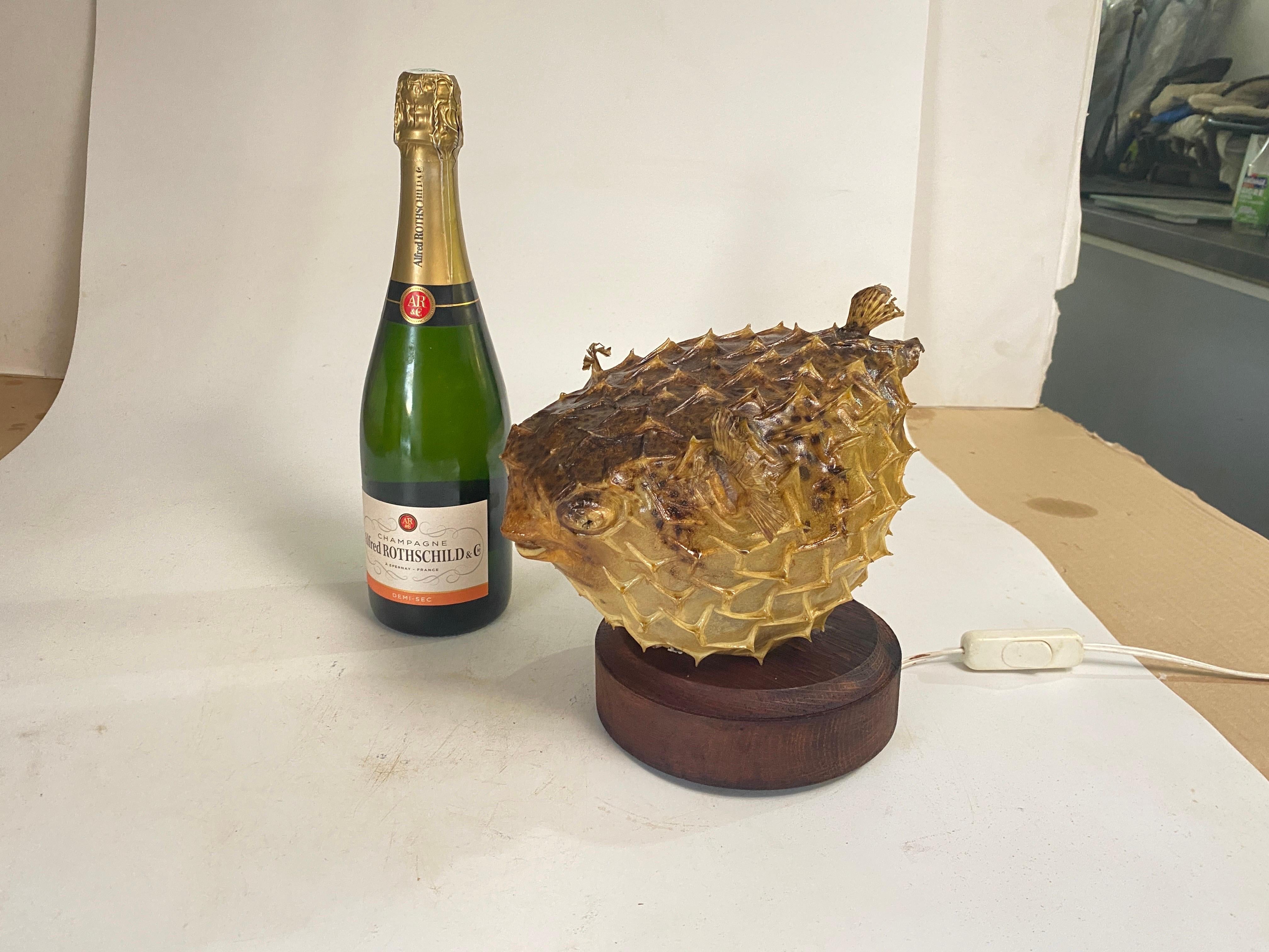 Tischlampe mit einem antiken Exemplar aus natürlicher Taxidermie aus Porcupinefisch im Angebot 13