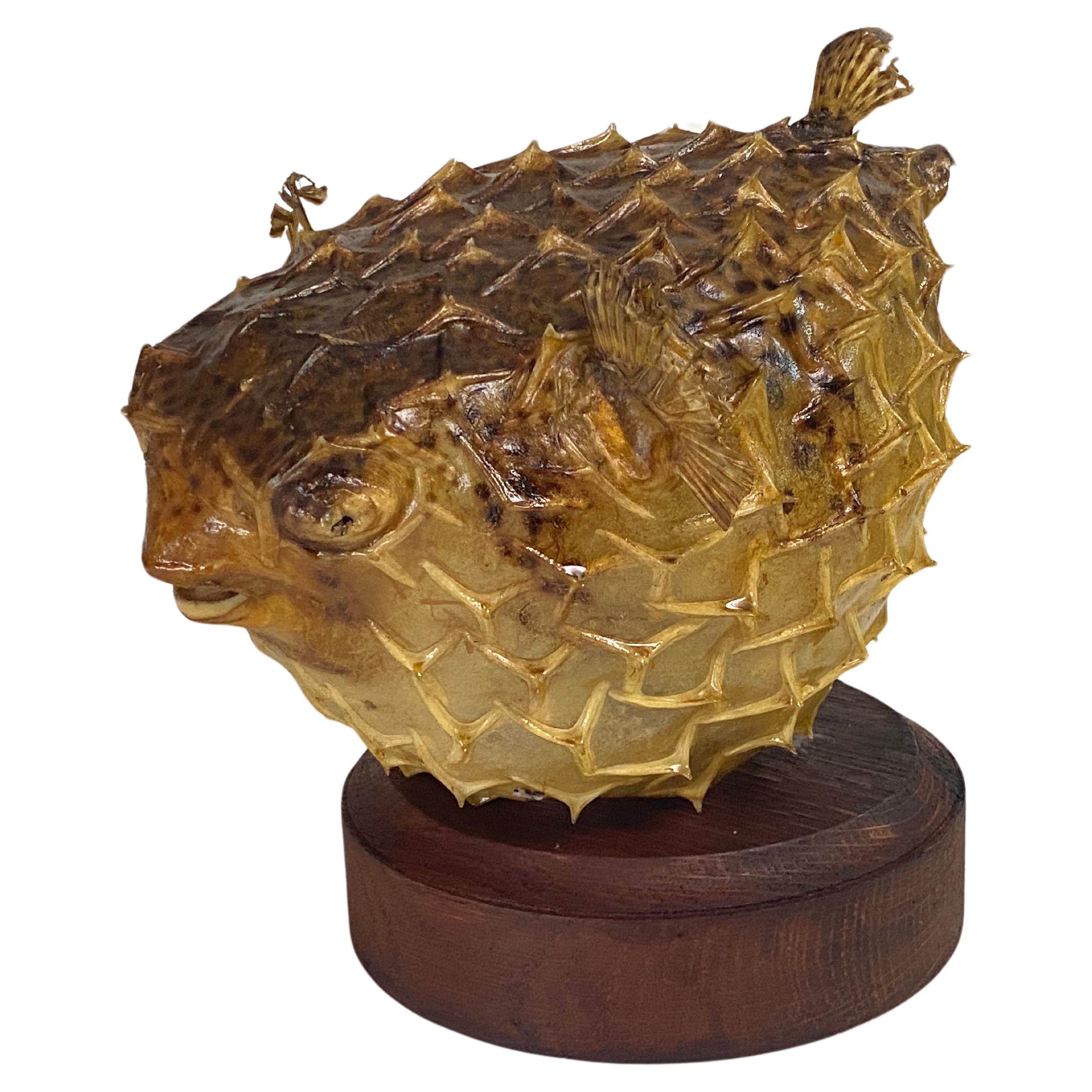 Beautiful mood light featuring a rare and unusual antique marine natural taxidermy specimen of a porcupine fish. It belongs to the family Diodontidae, order Tetraodontiformes, and is often called a pufferfish. It is closely related to the adorable